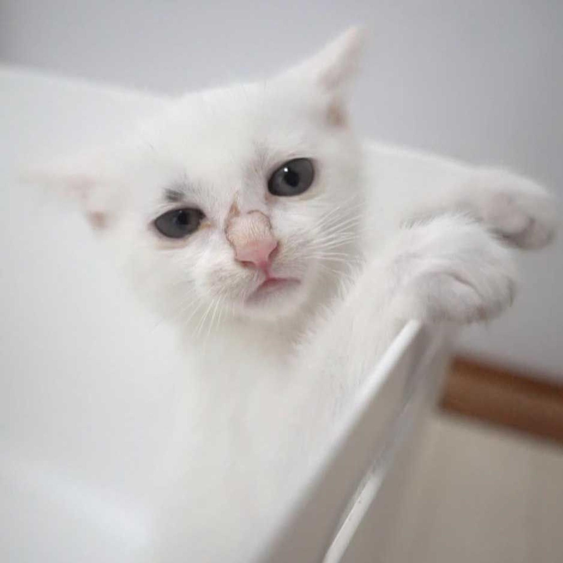 pet-image-3