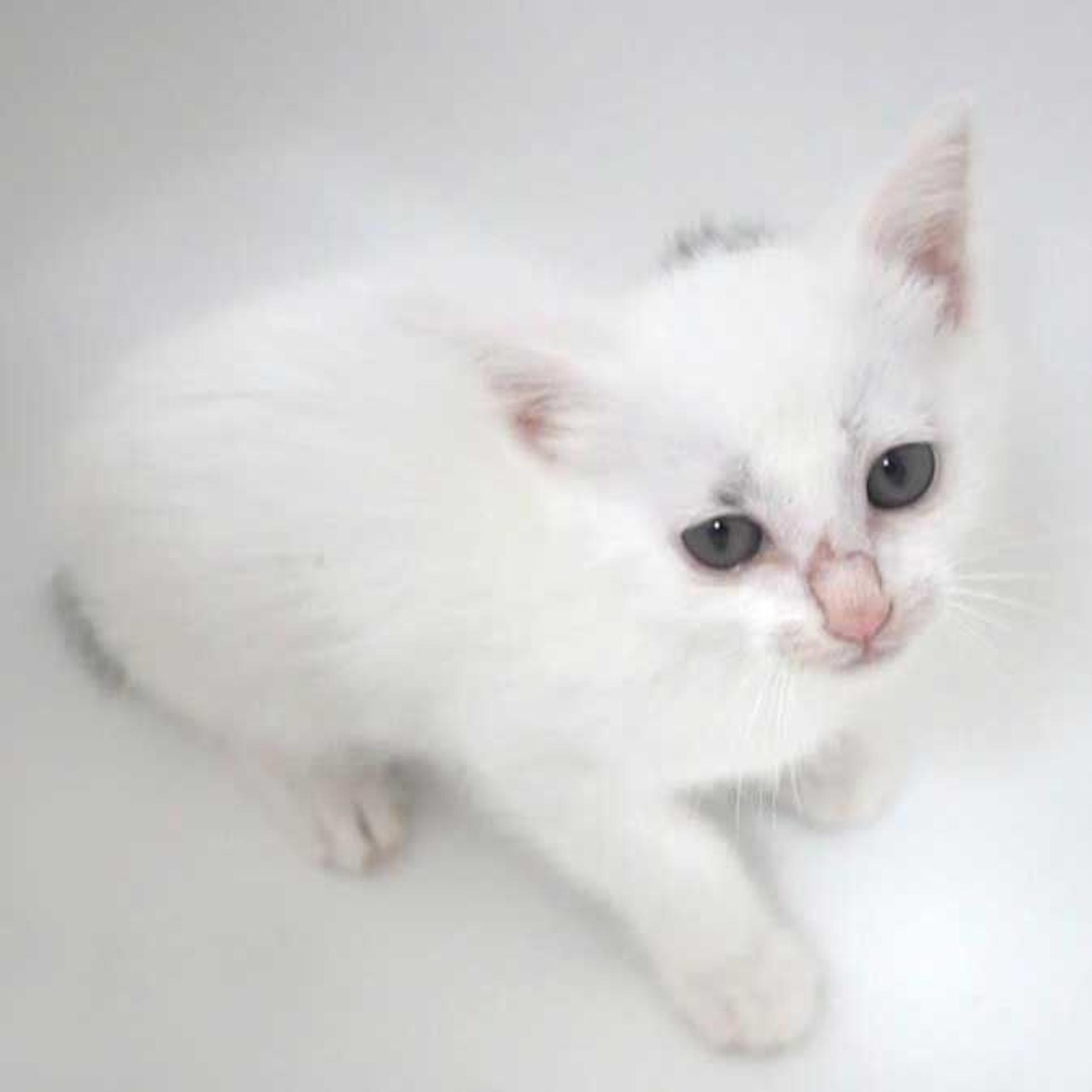 pet-image-4