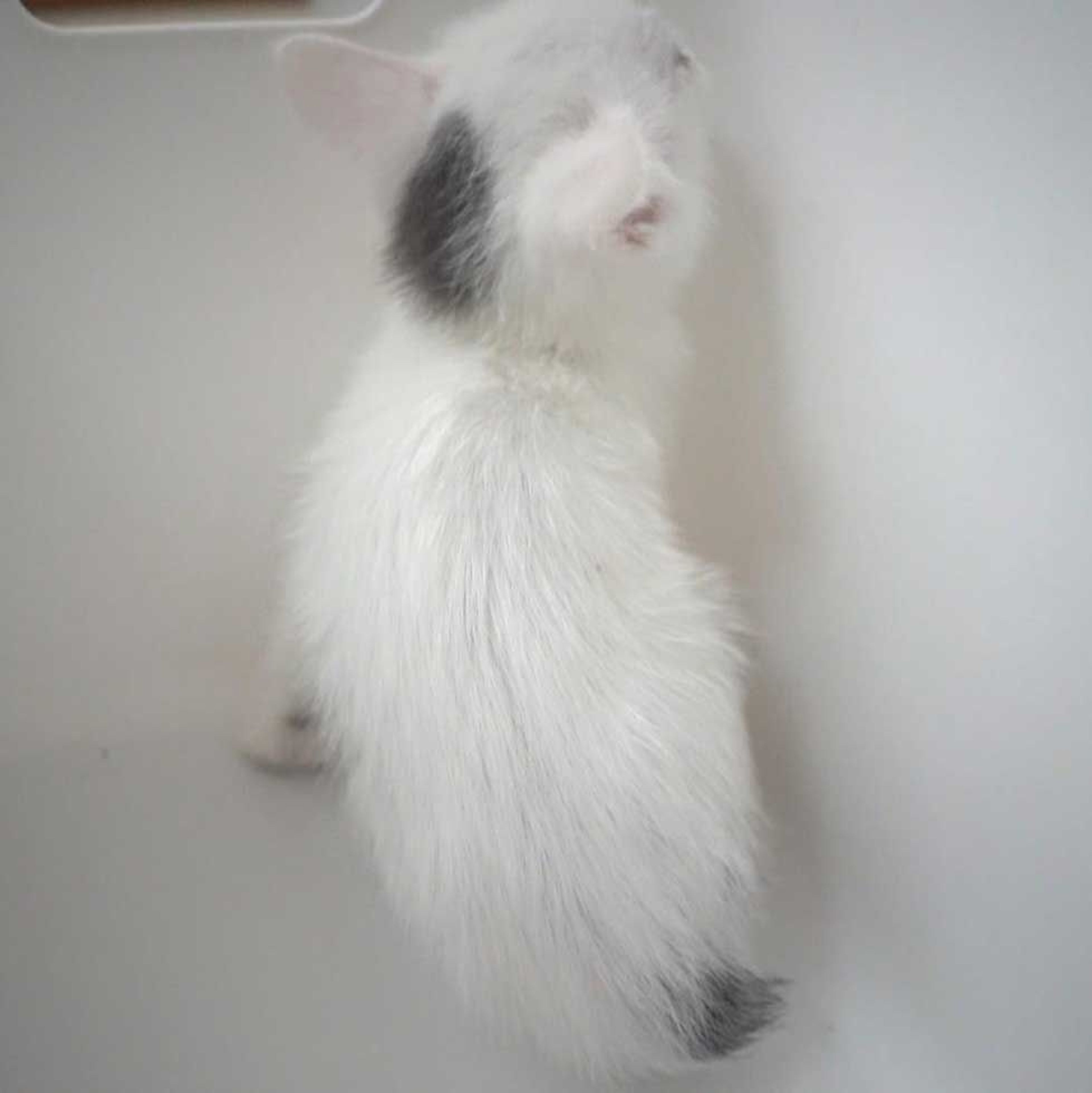 pet-image-6