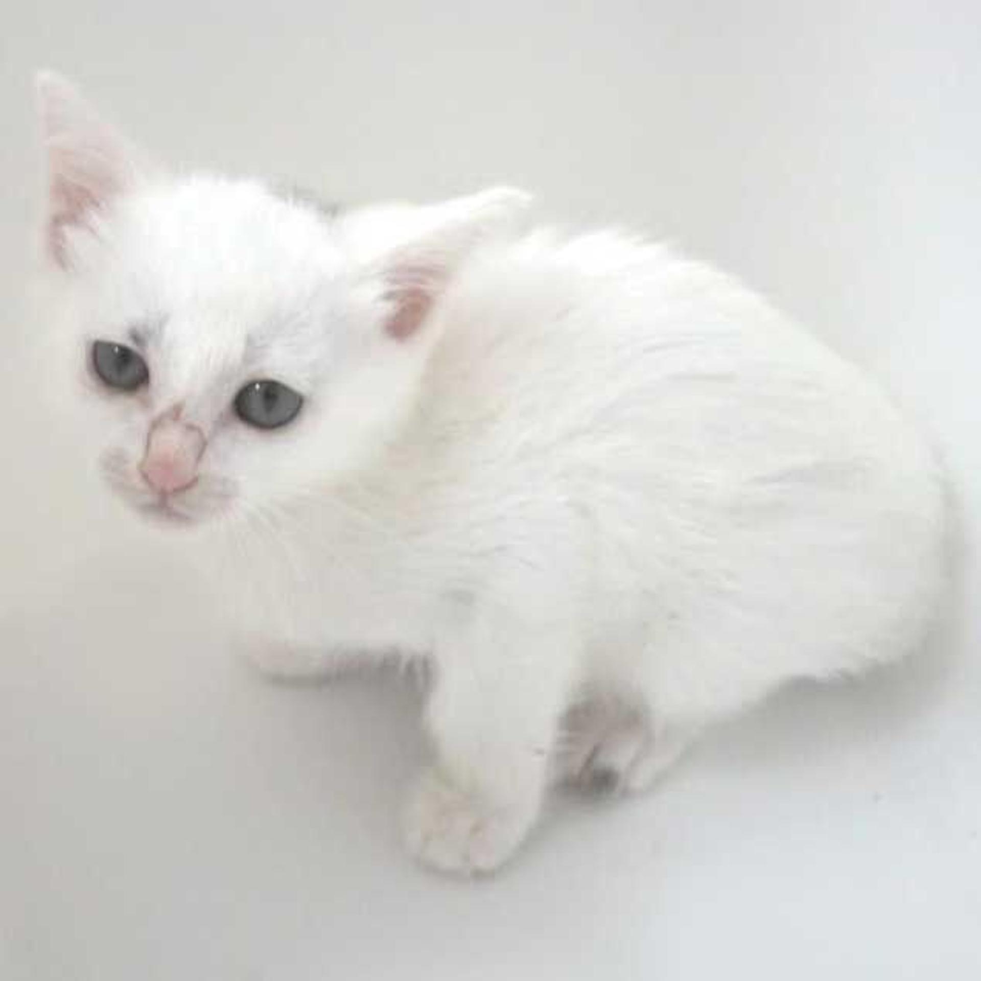 pet-image-7