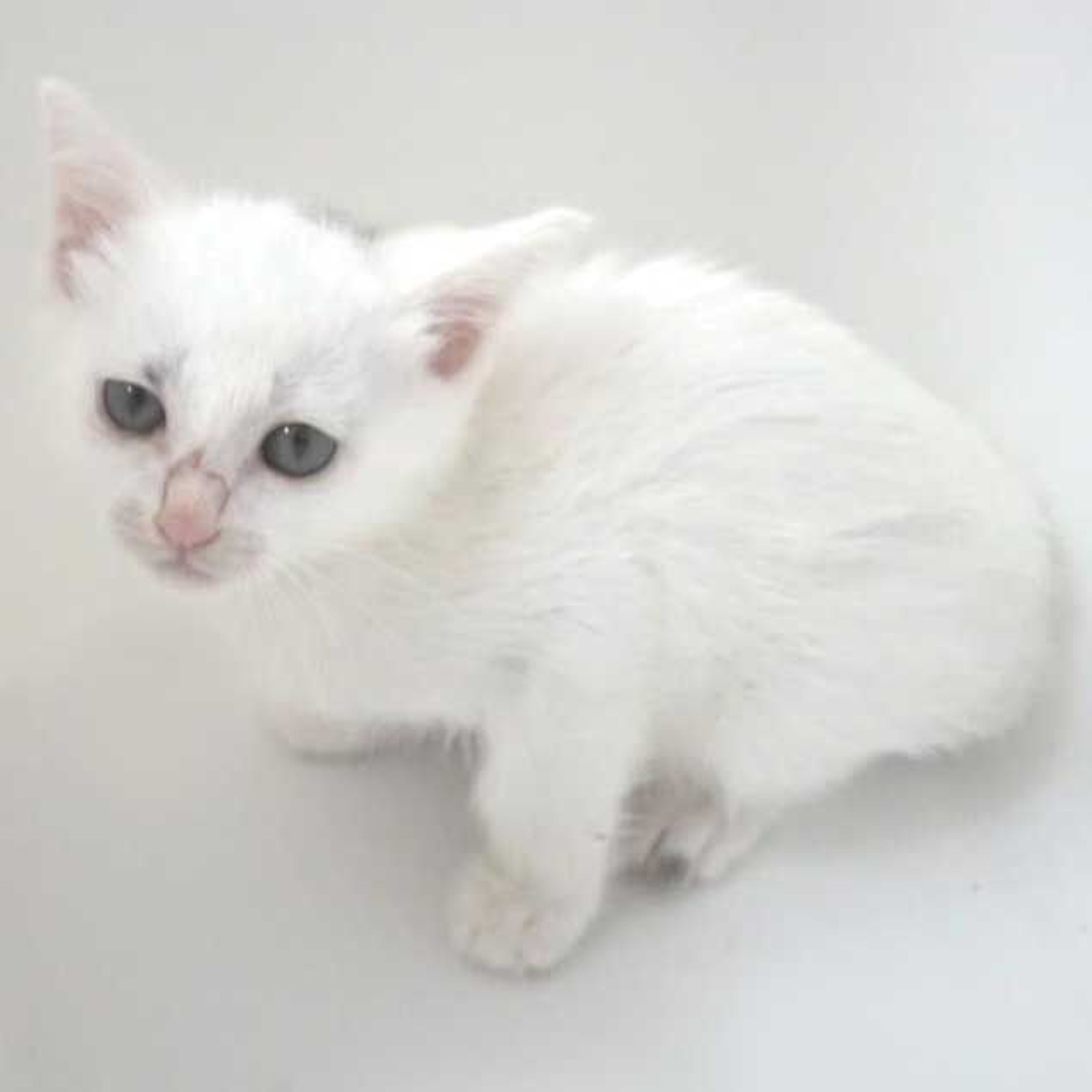 pet-image-7