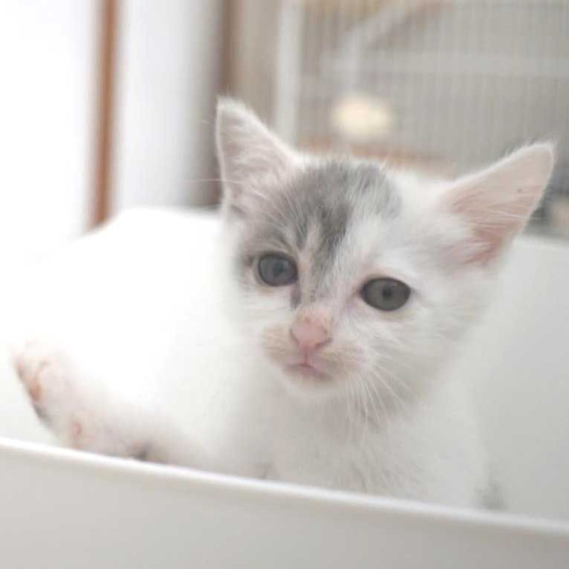 雑種（ミックス猫）・メスの里親募集の写真