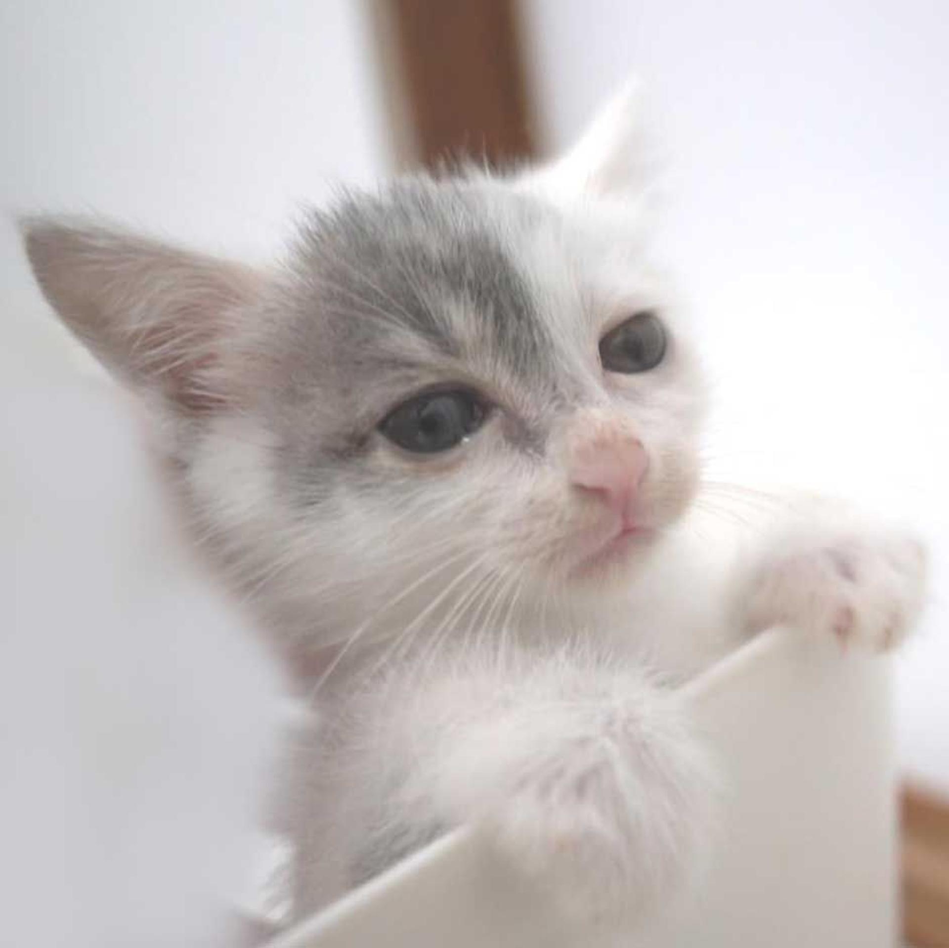 pet-image-6