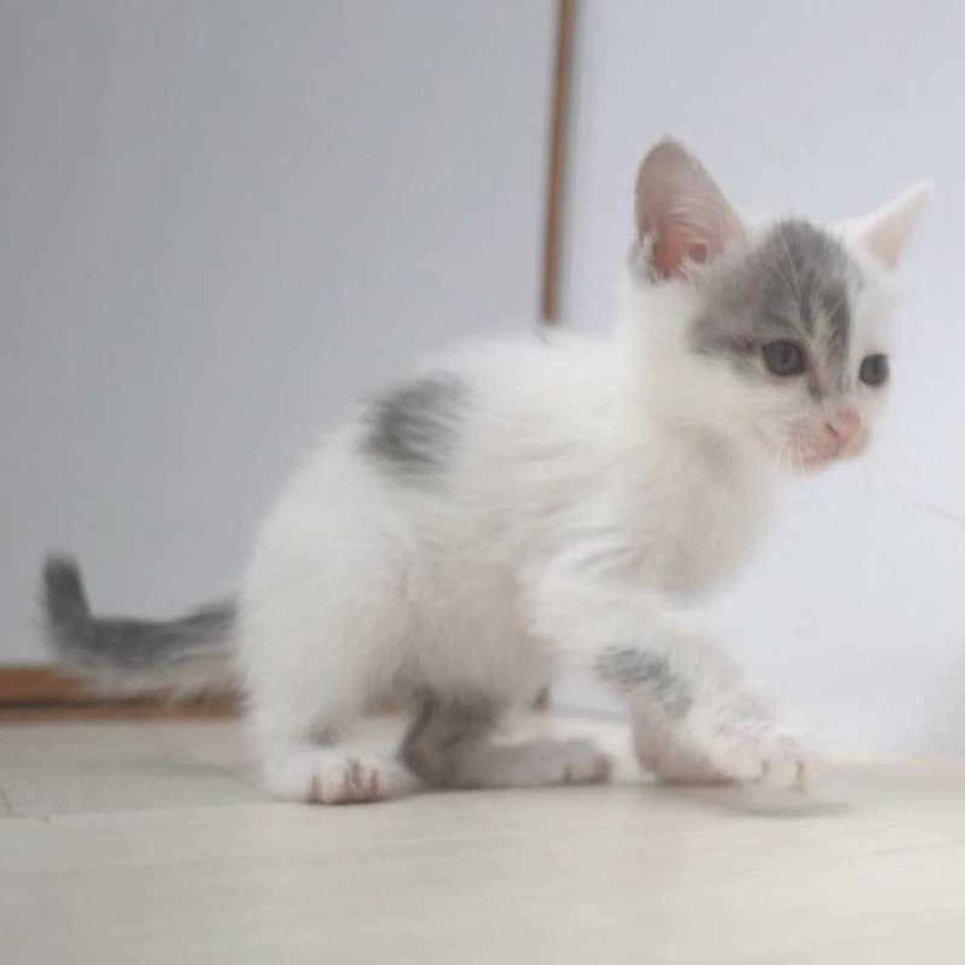 pet-image-7