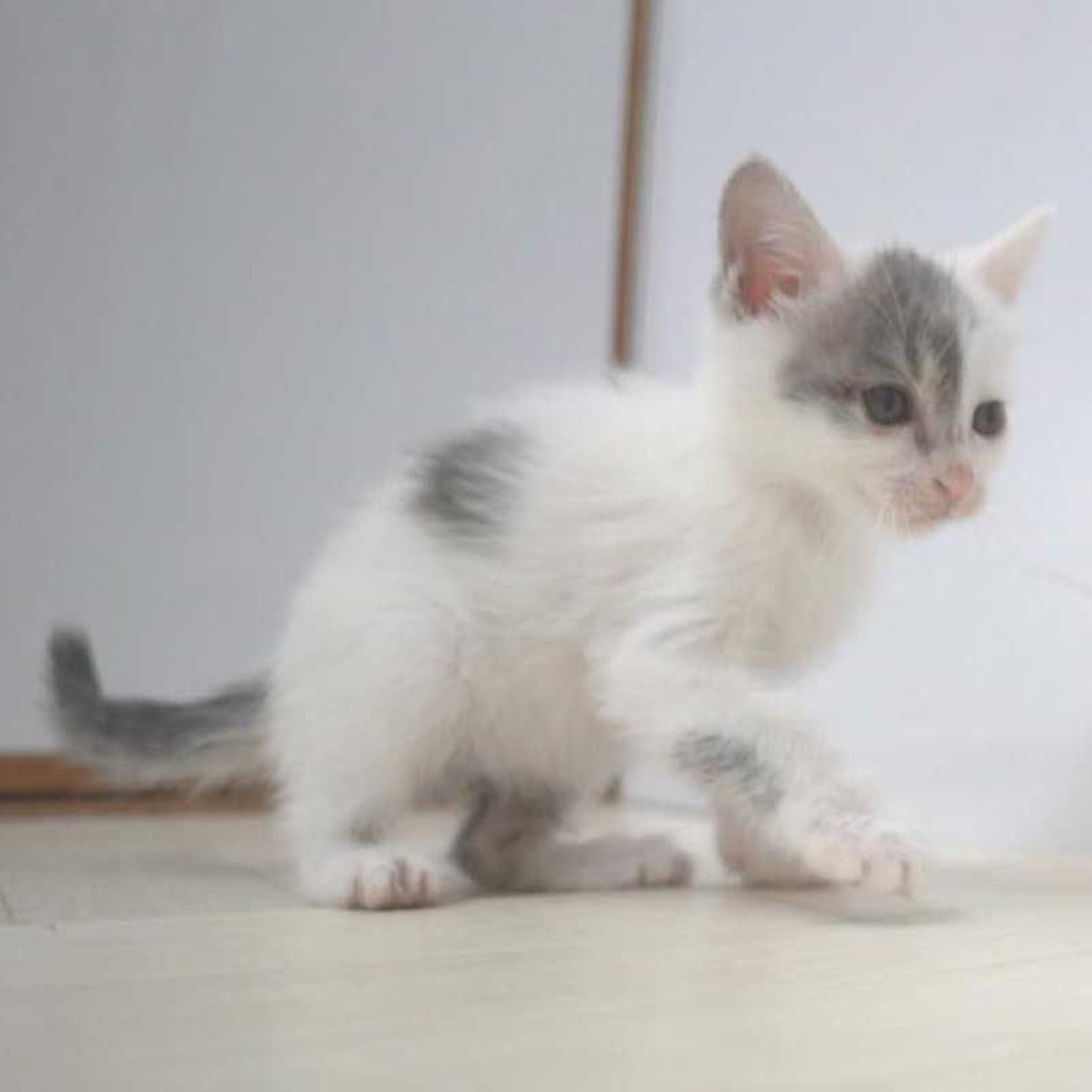 pet-image-7