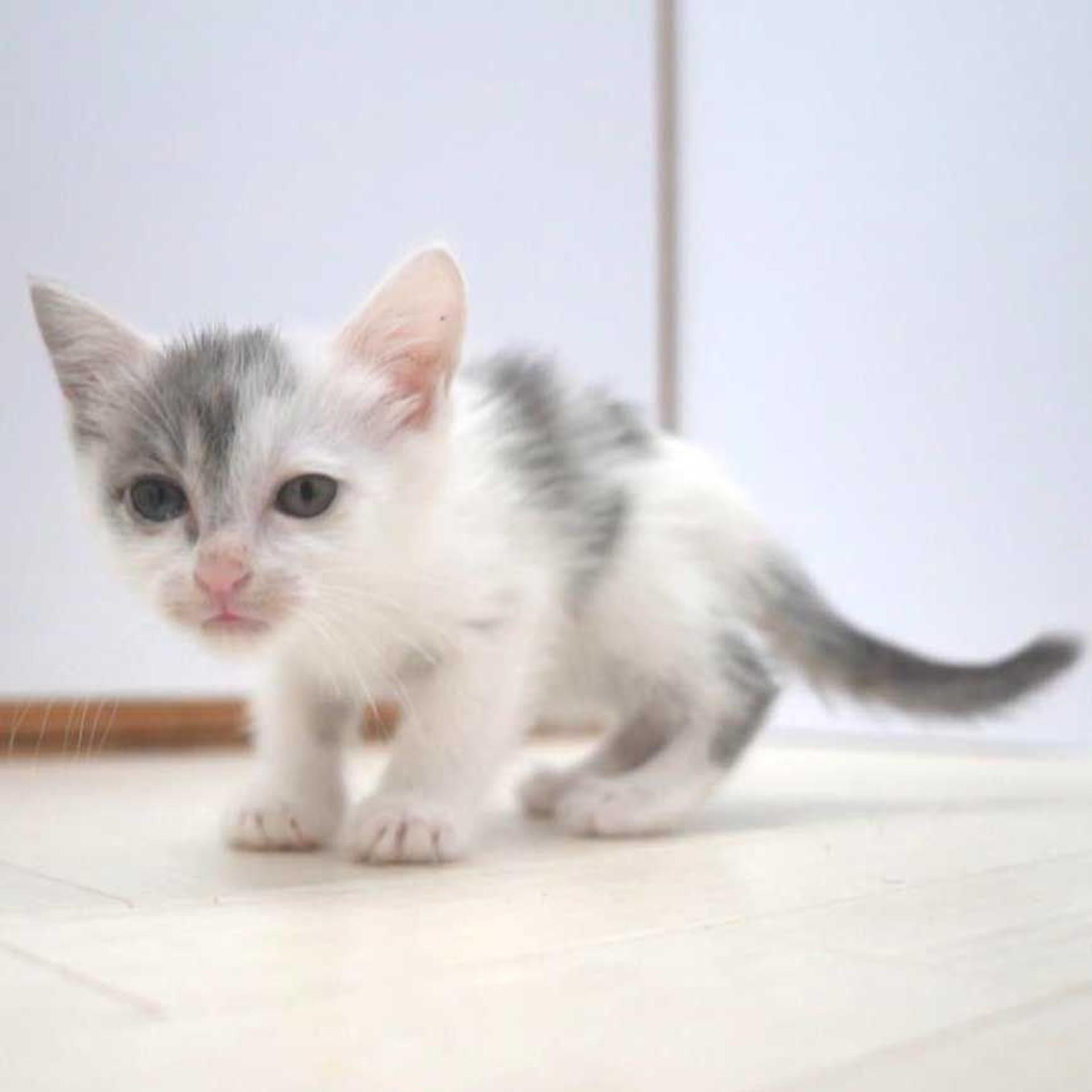 pet-image-9