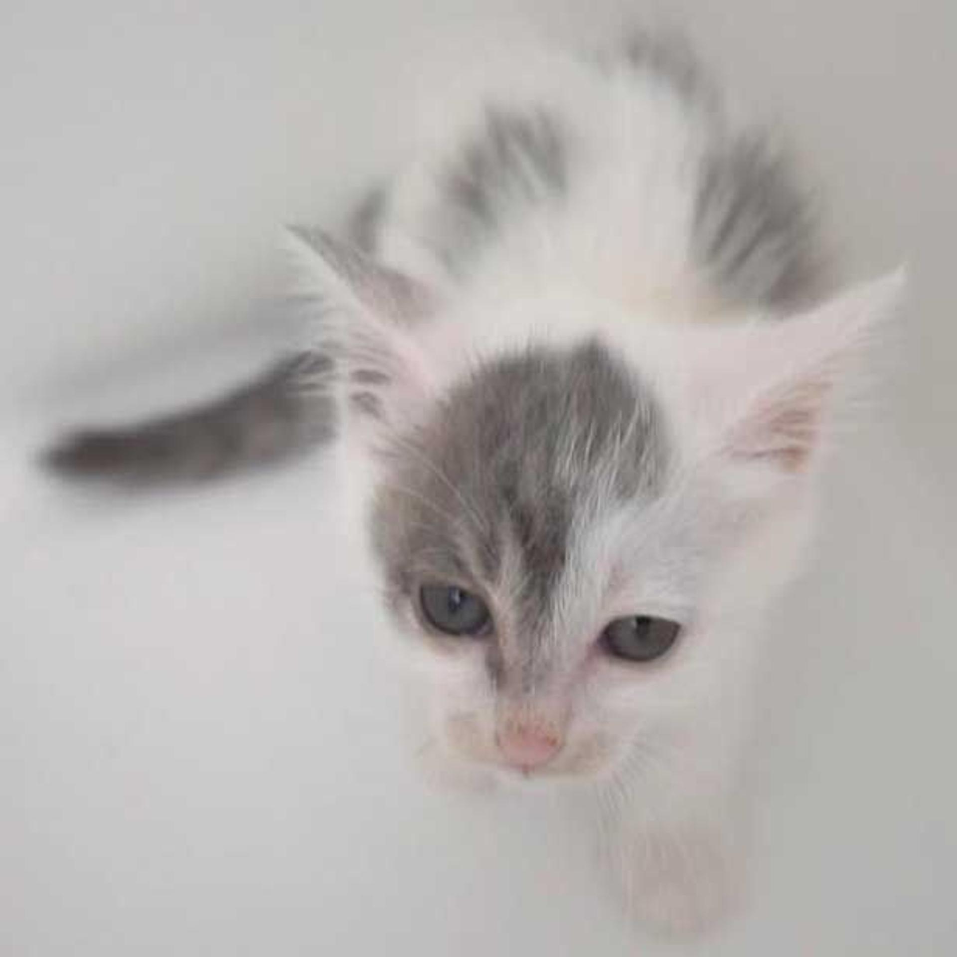 pet-image-10