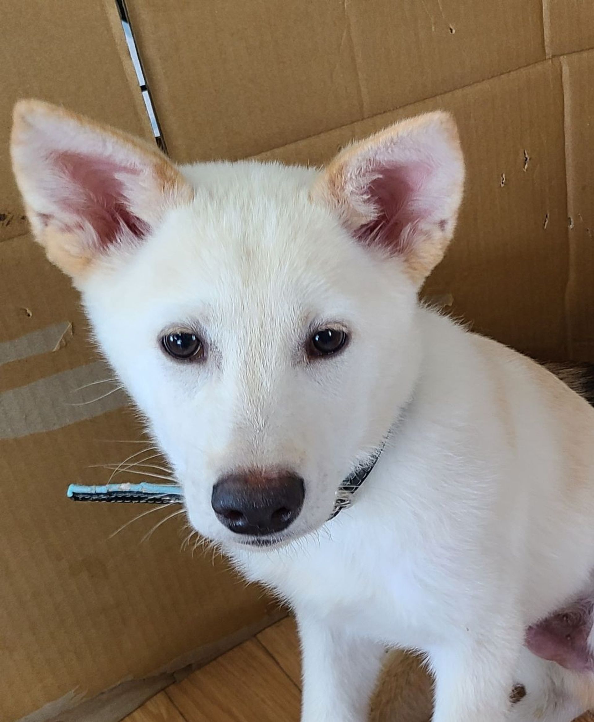 雑種（ミックス犬）・オスの里親募集の写真