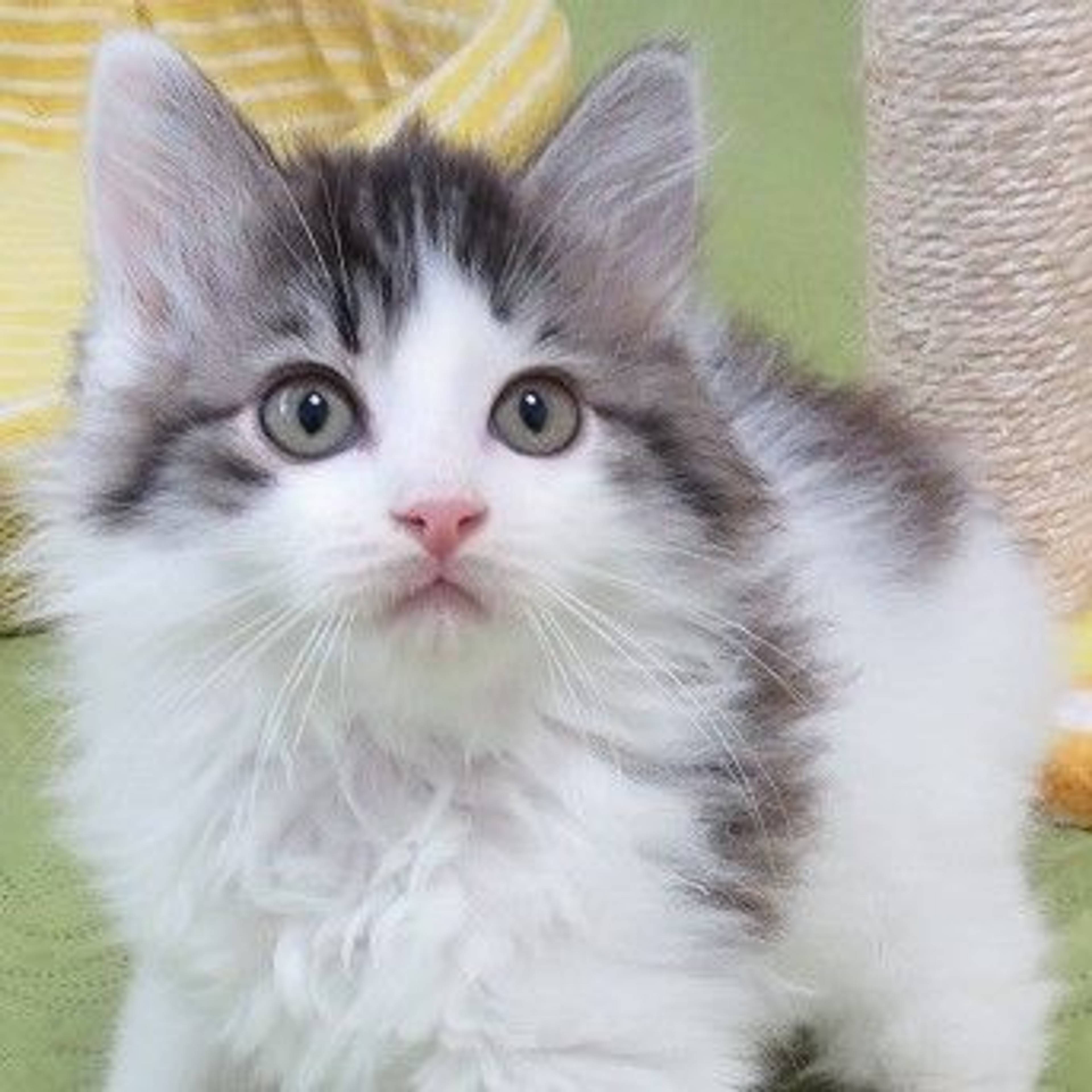 雑種（ミックス猫）・オスの里親募集の写真