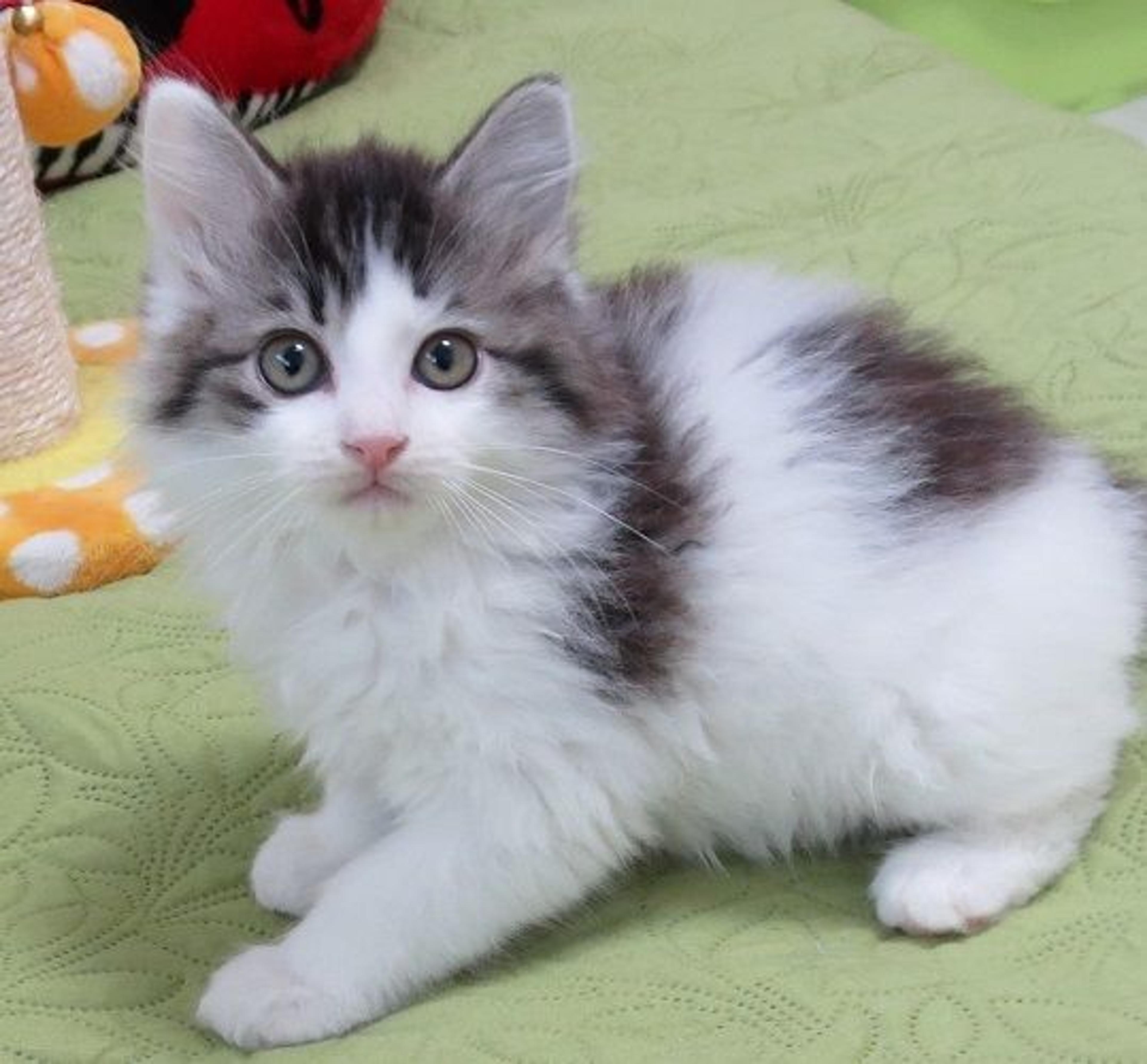 pet-image-2