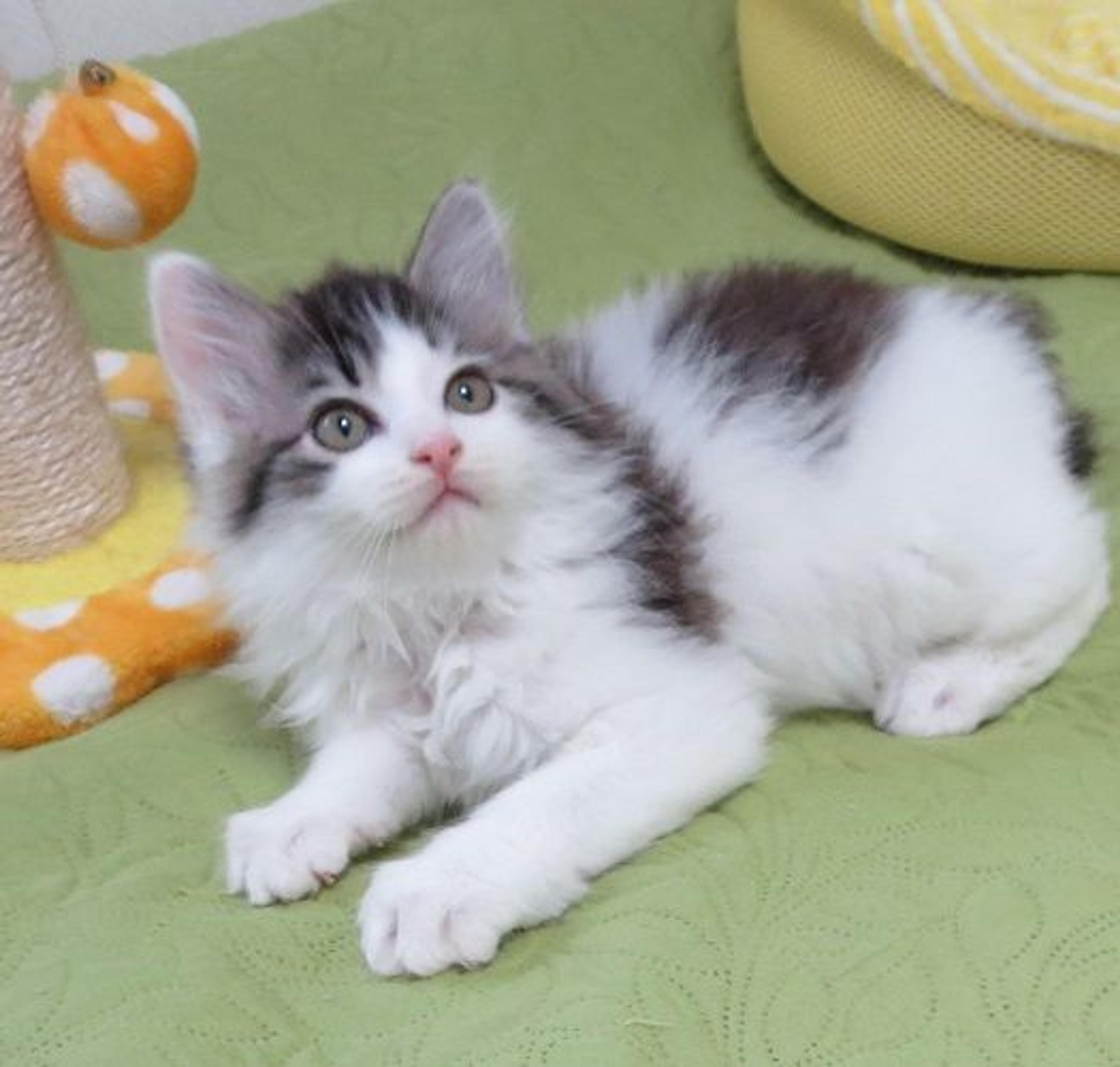 pet-image-3