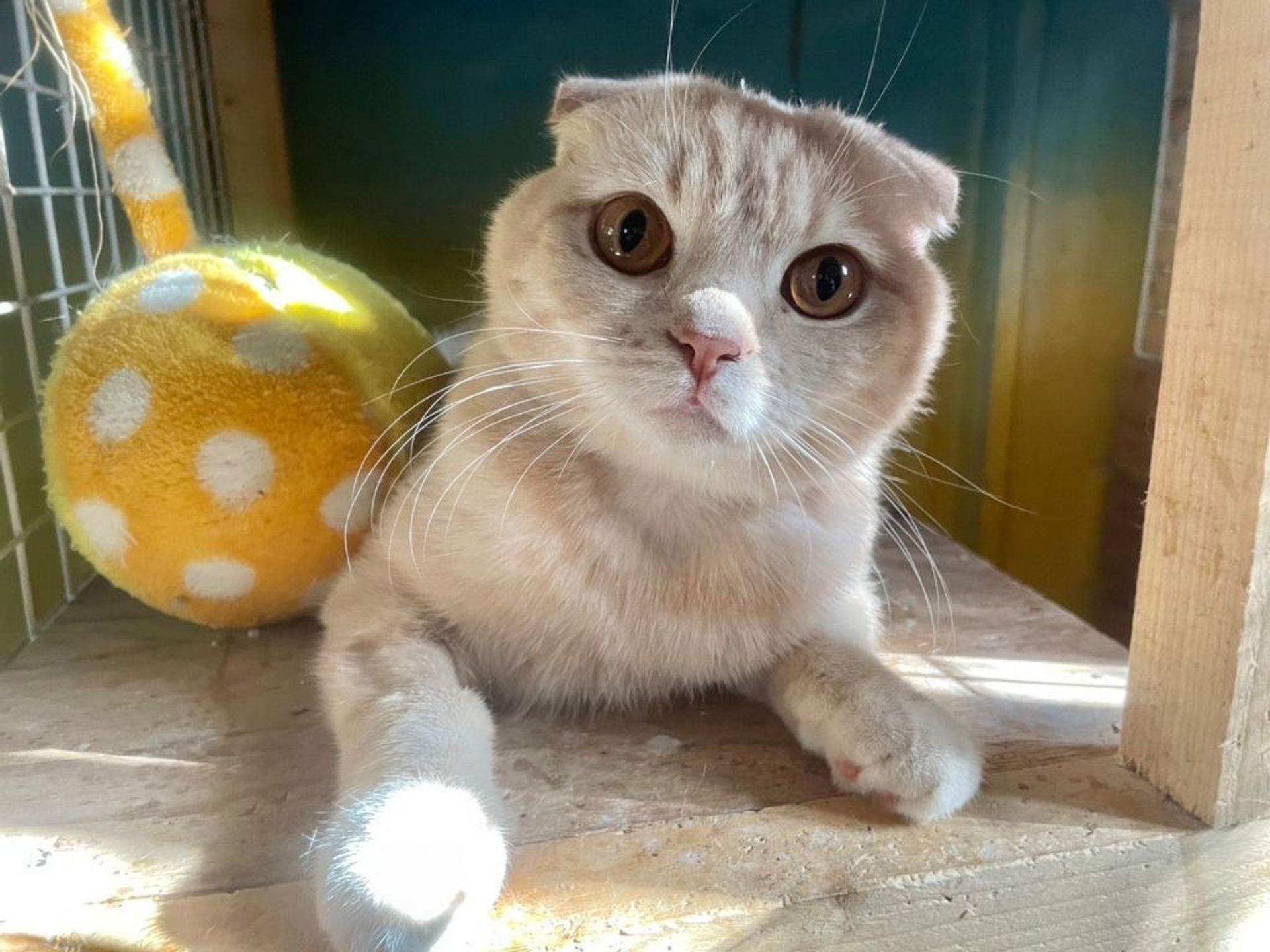 スコティッシュフォールド・オスの里親募集の写真