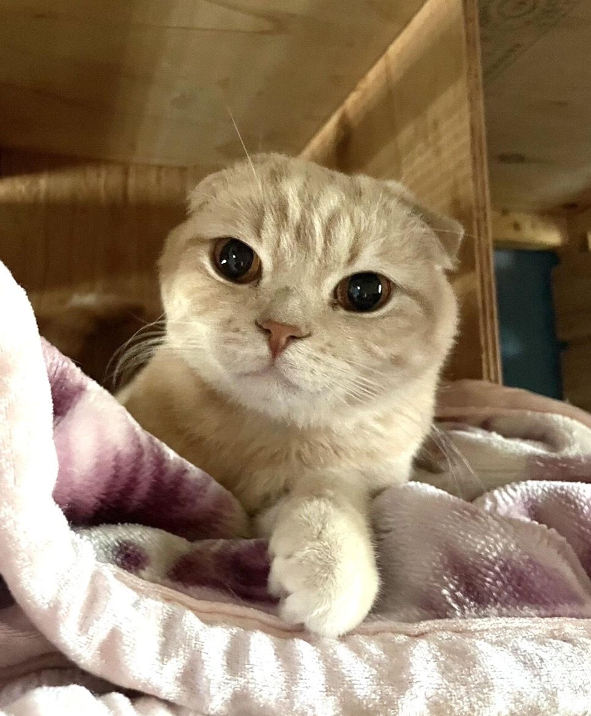 pet-image-2