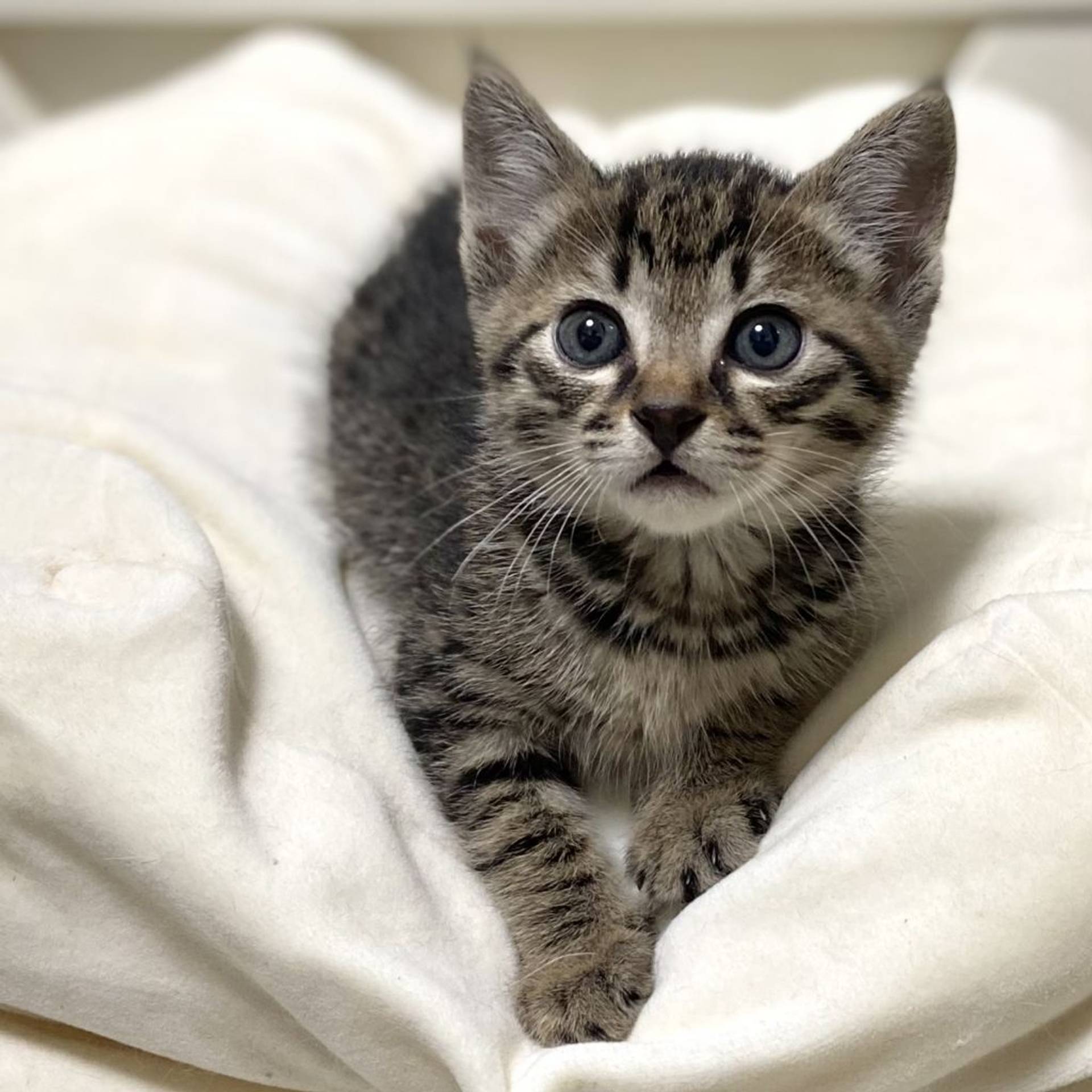雑種（ミックス猫）・オスの里親募集の写真
