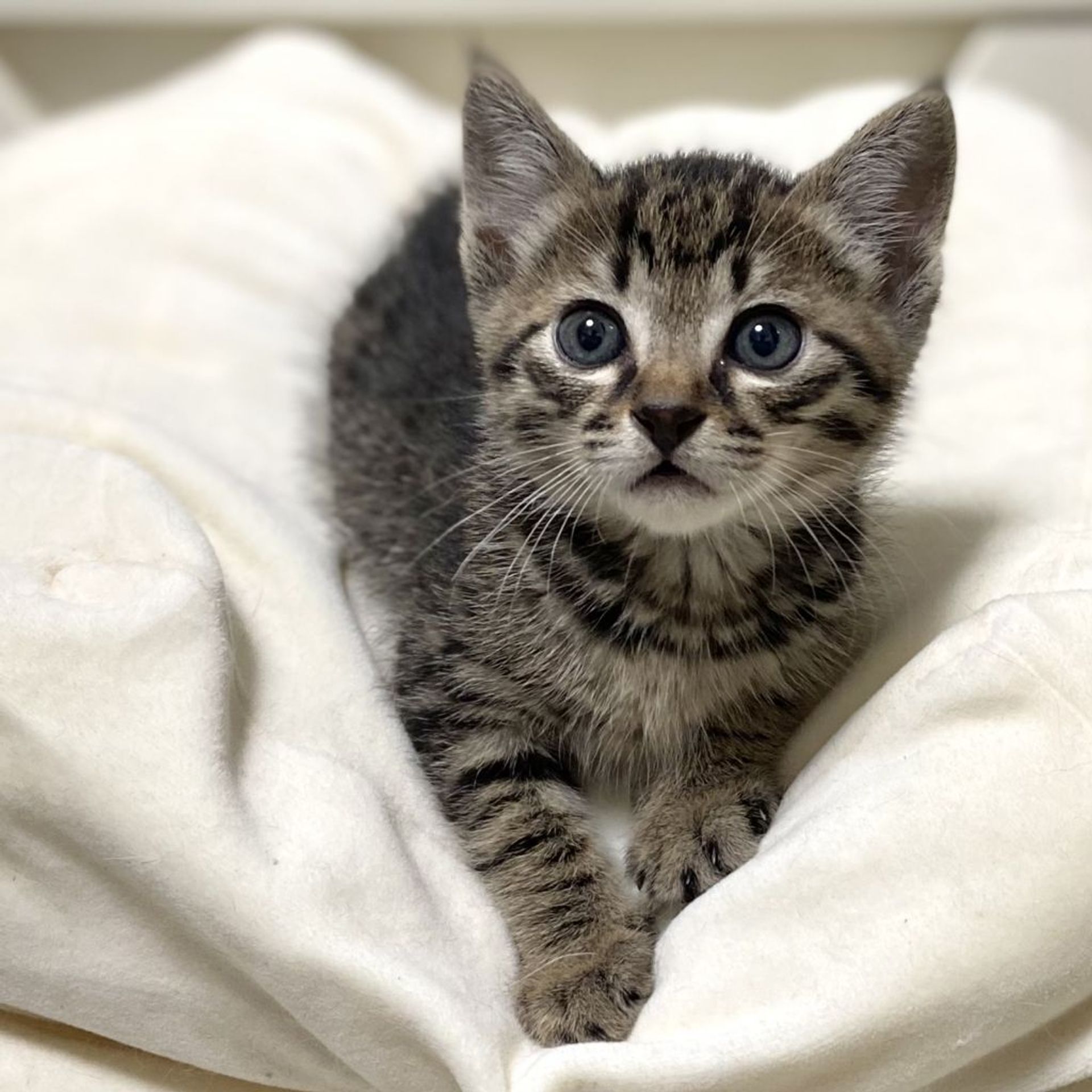雑種（ミックス猫）・オスの里親募集の写真