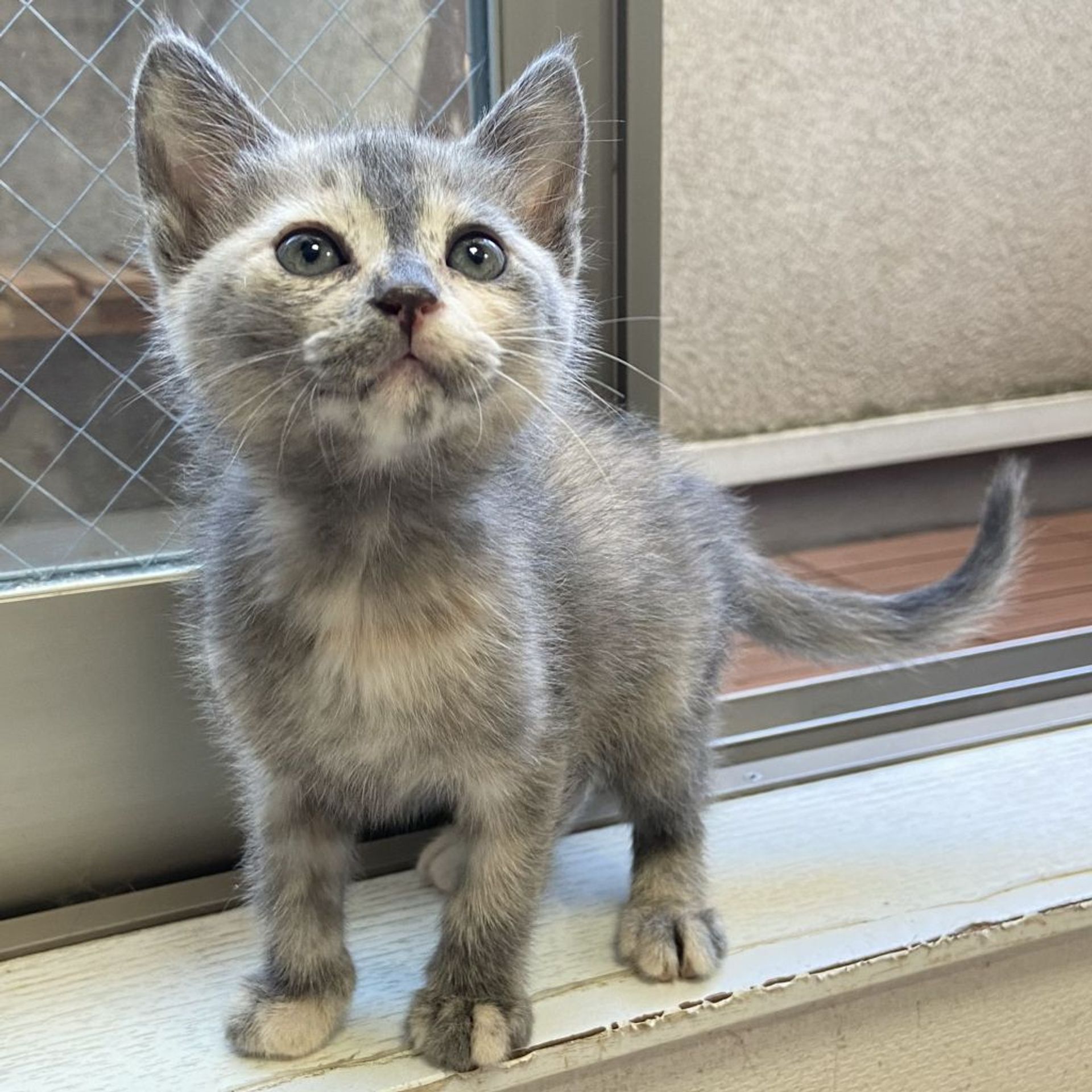 雑種（ミックス猫）・メスの里親募集の写真