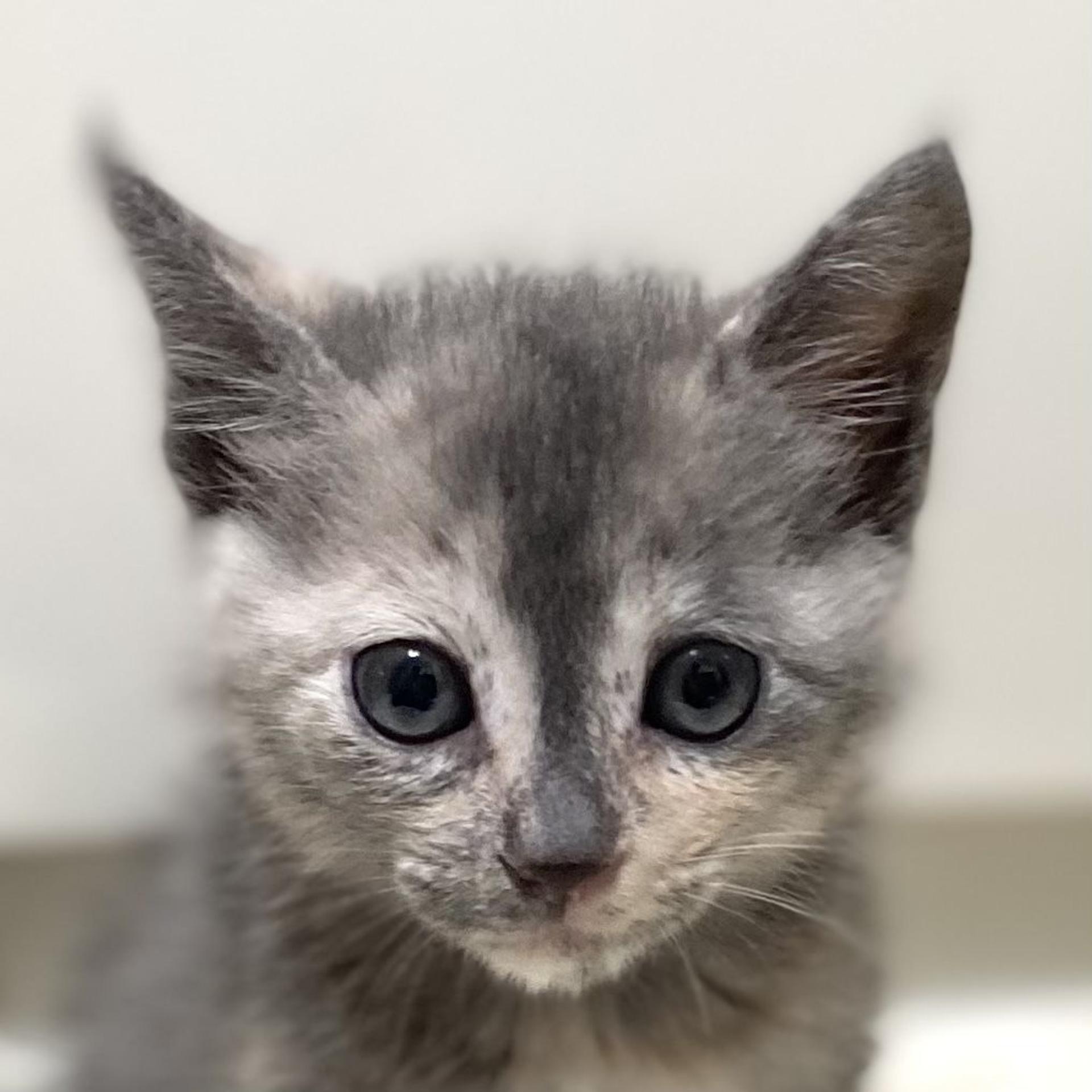 pet-image-6