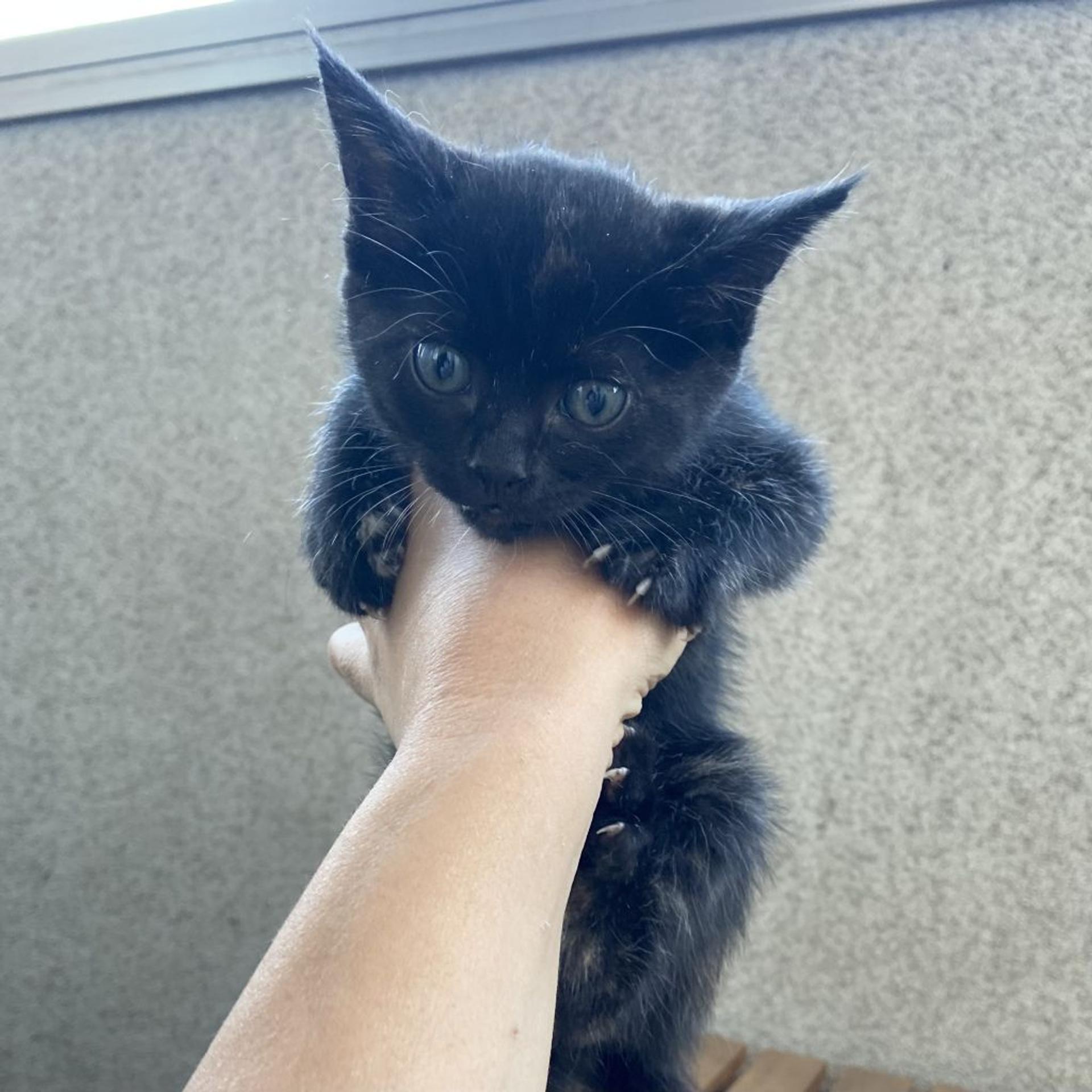pet-image-3