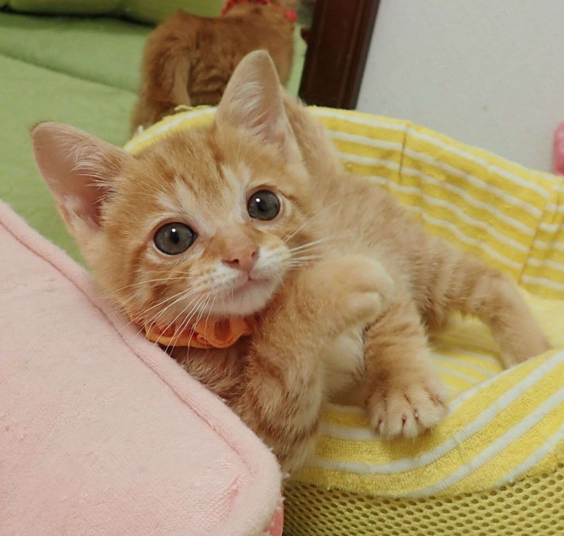 雑種（ミックス猫）・オスの里親募集の写真