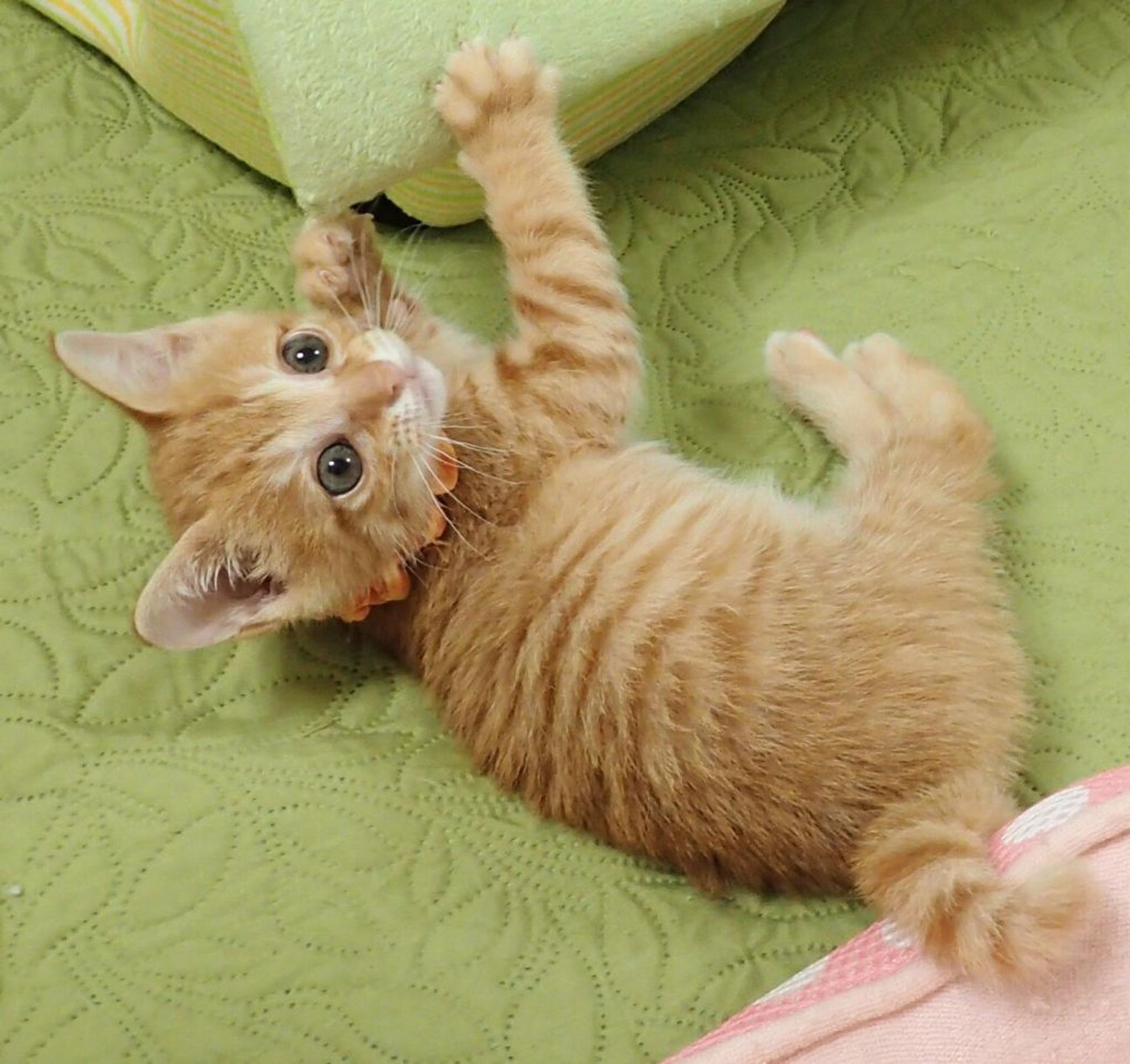 pet-image-3