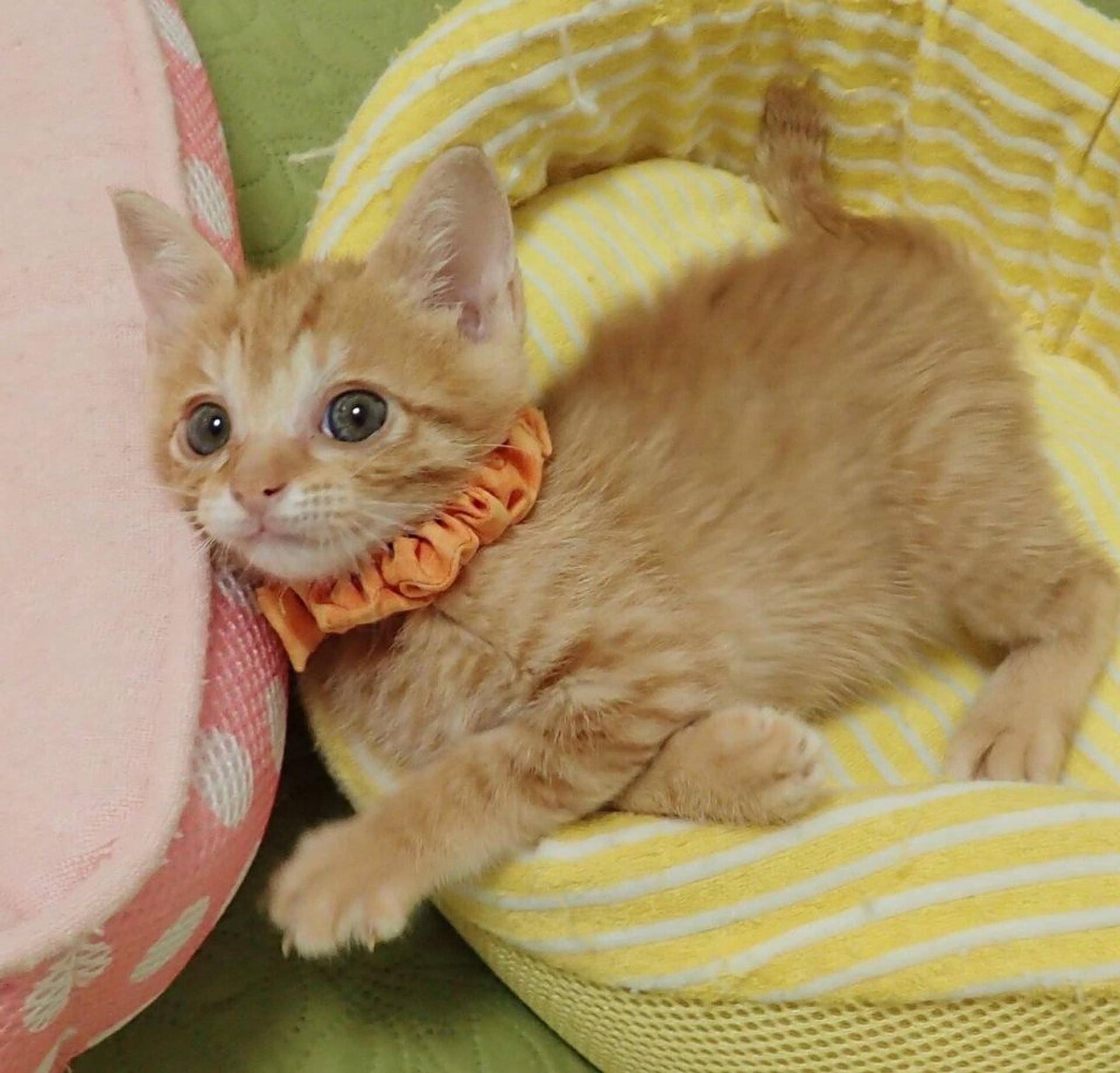 pet-image-5