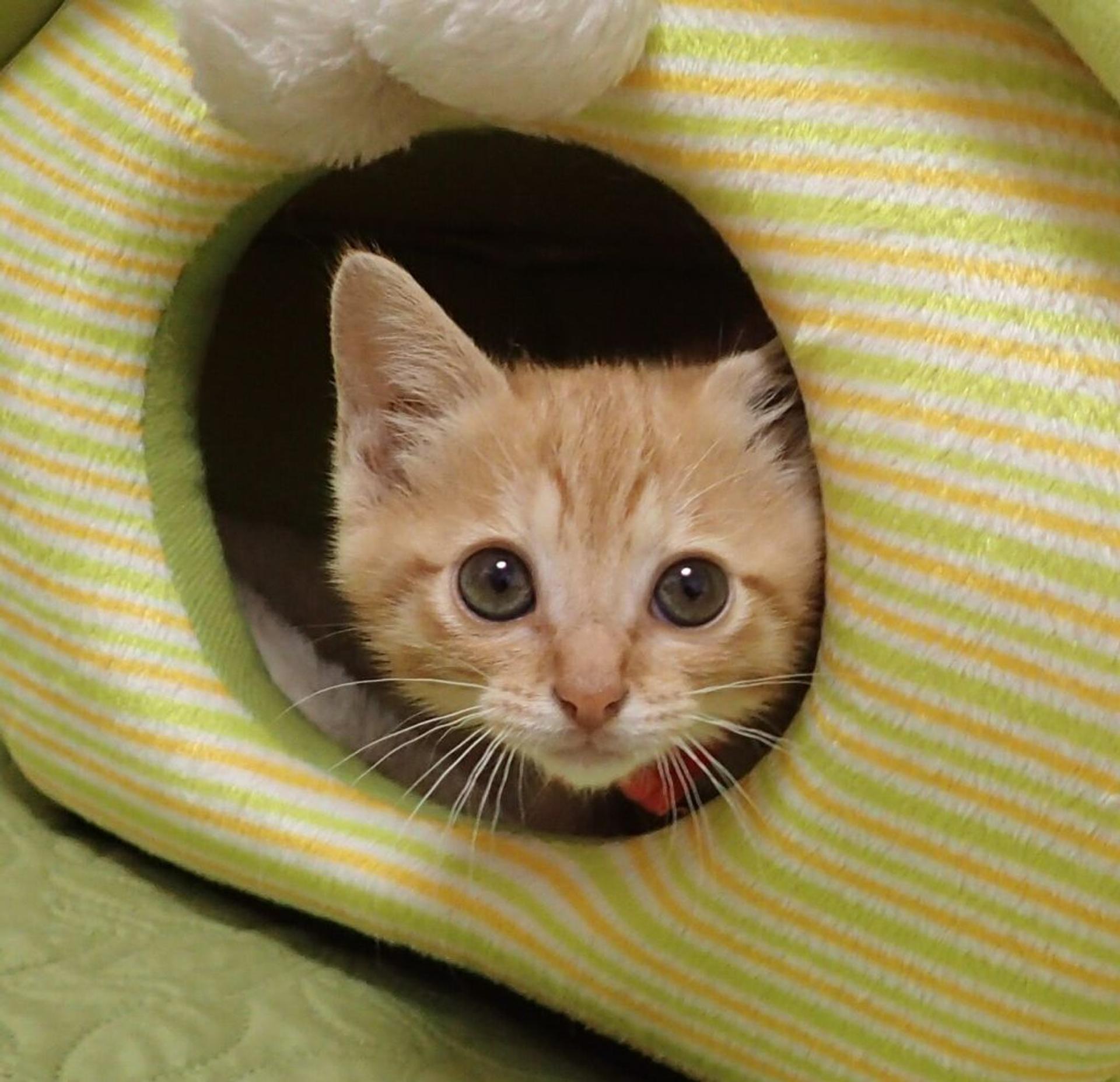 pet-image-6