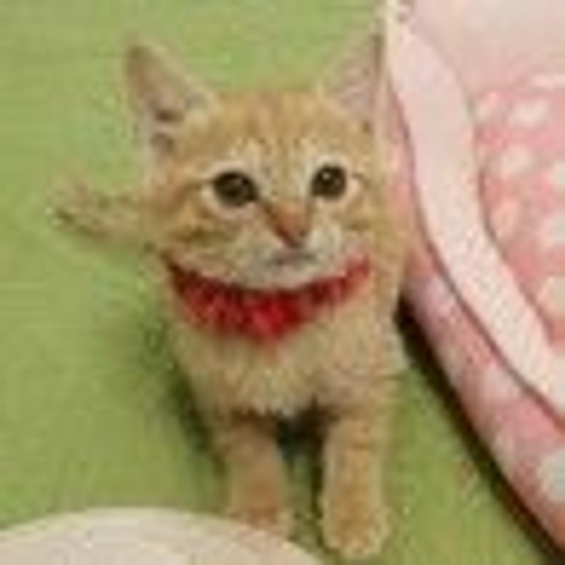 pet-image-4