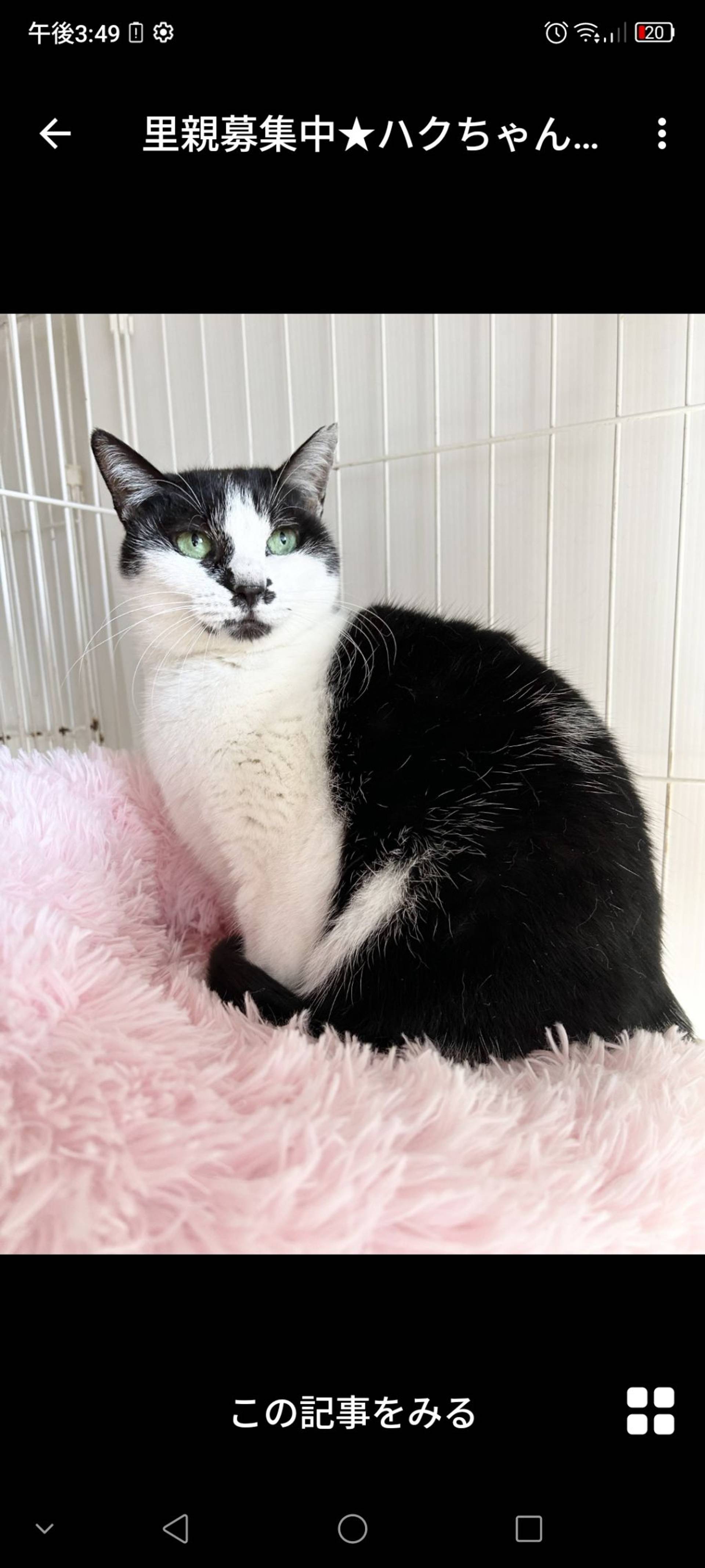 雑種（ミックス猫）・メスの里親募集の写真