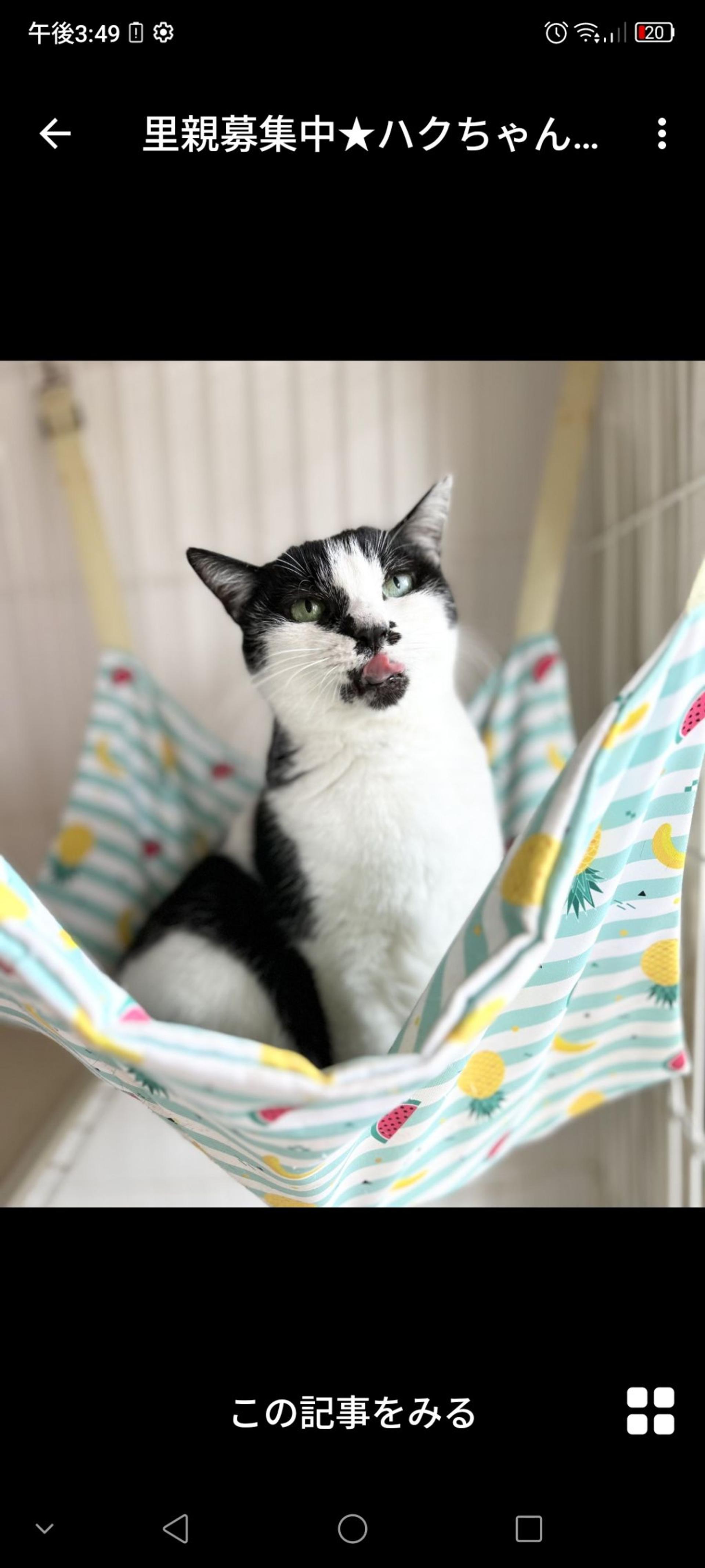 pet-image-3