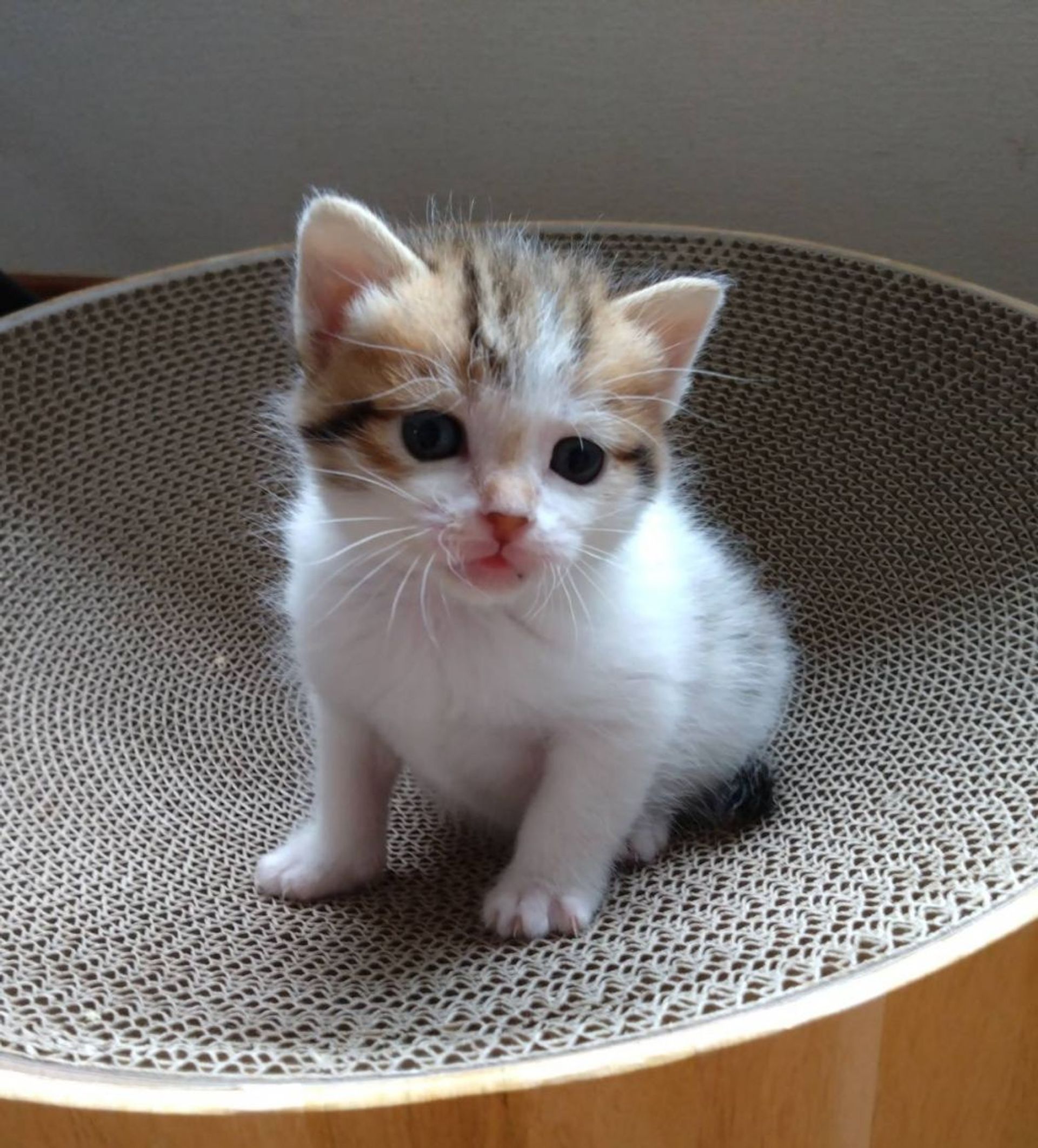 雑種（ミックス猫）・メスの里親募集の写真