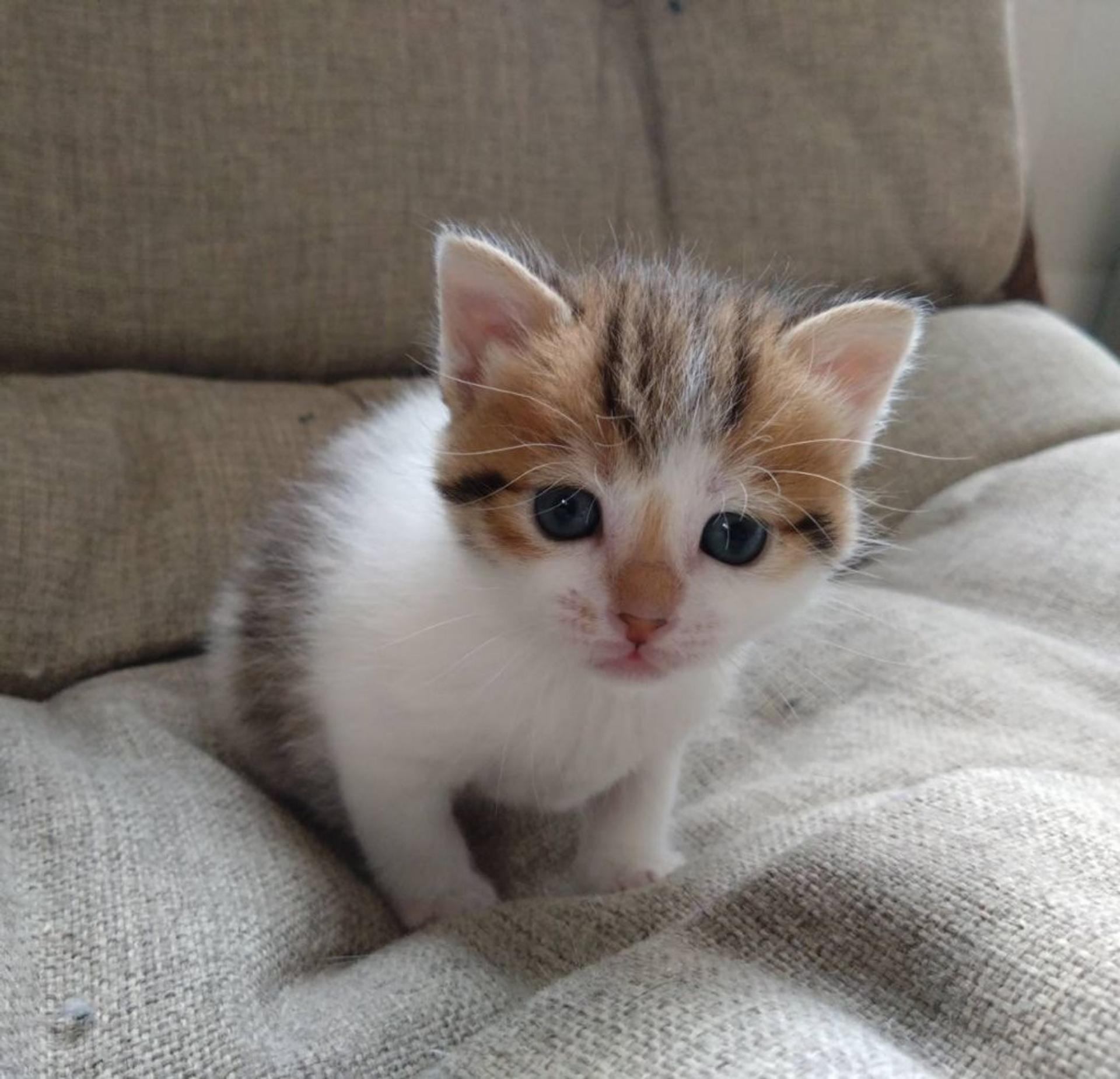 pet-image-4