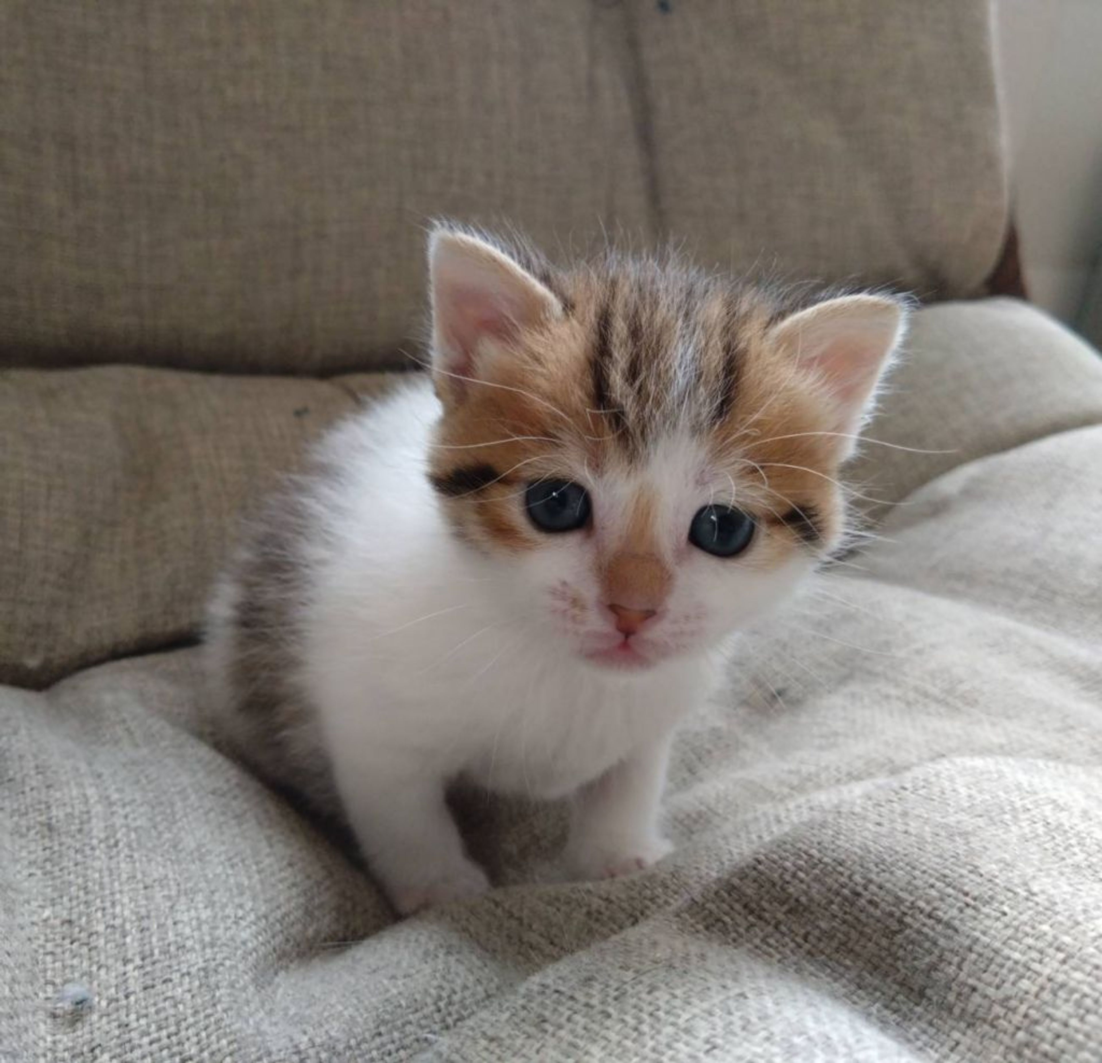 pet-image-4