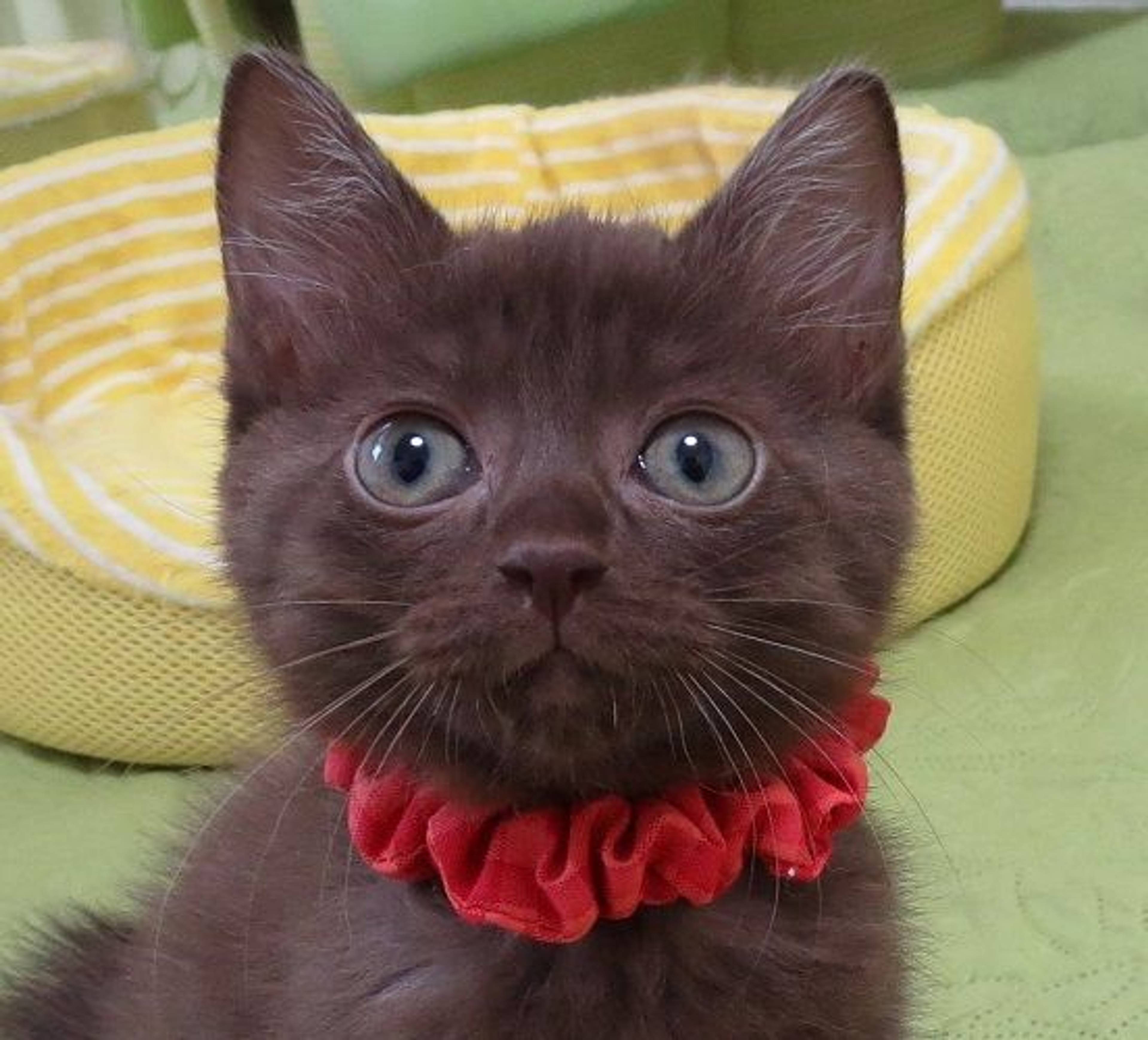 雑種（ミックス猫）・メスの里親募集の写真