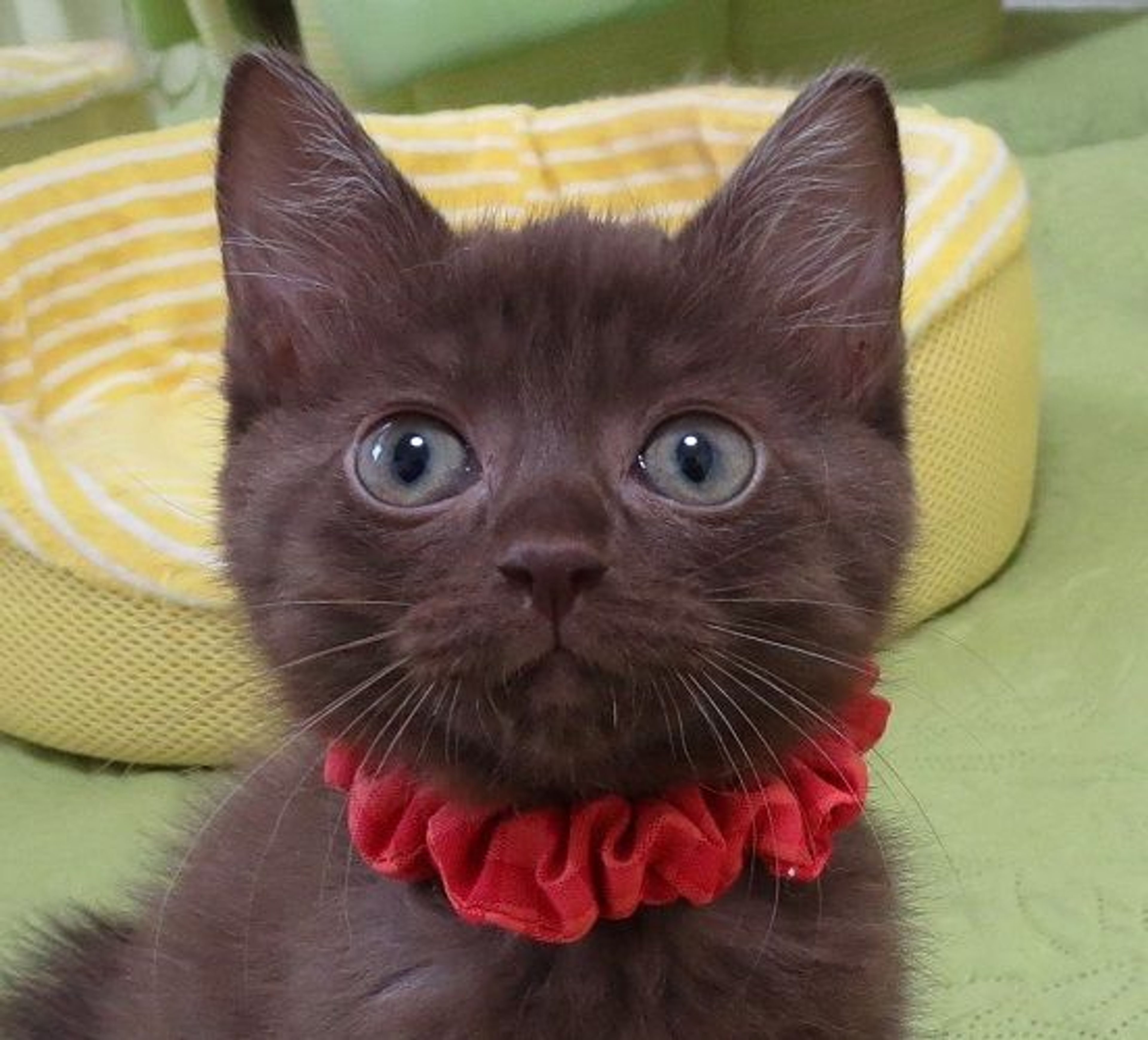 雑種（ミックス猫）・メスの里親募集の写真