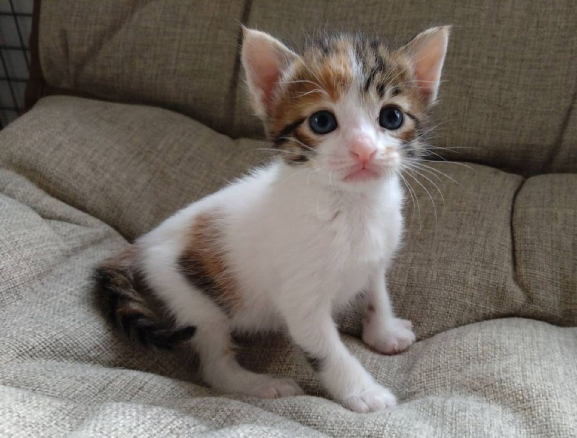 雑種（ミックス猫）・メスの里親募集の写真
