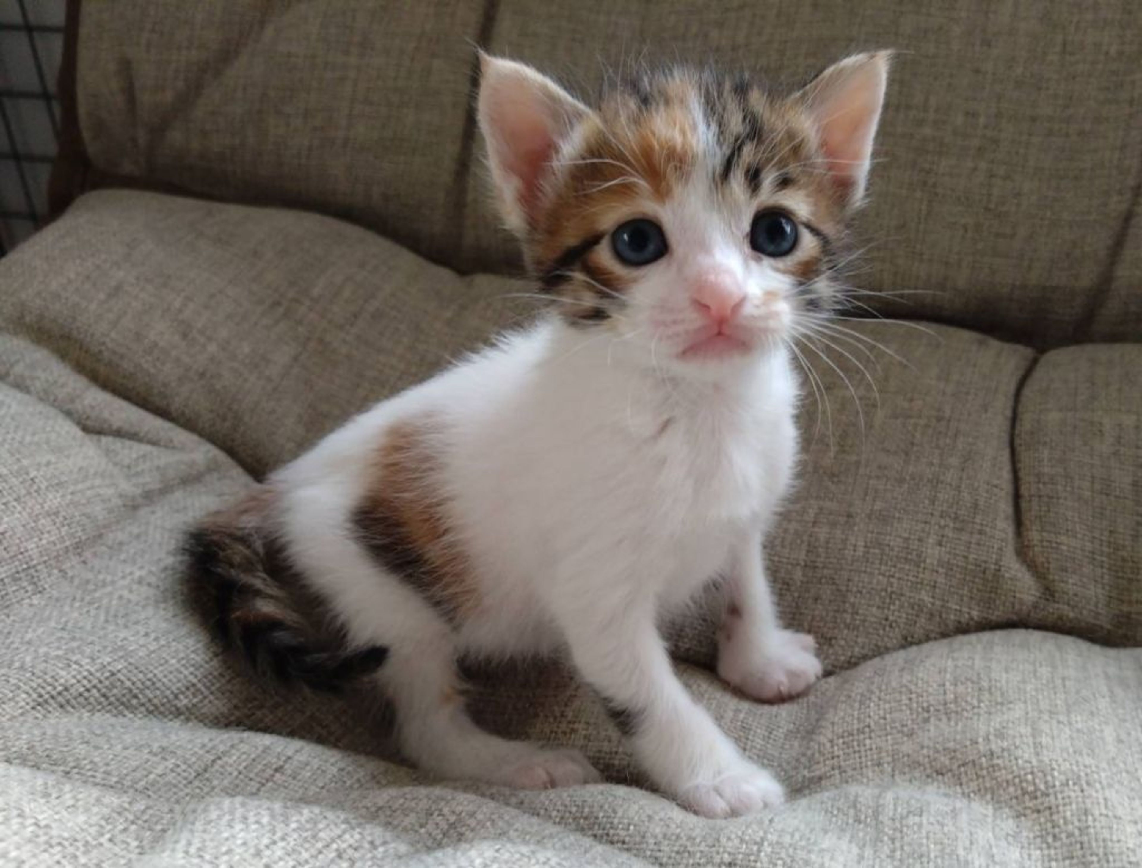 雑種（ミックス猫）・メスの里親募集の写真
