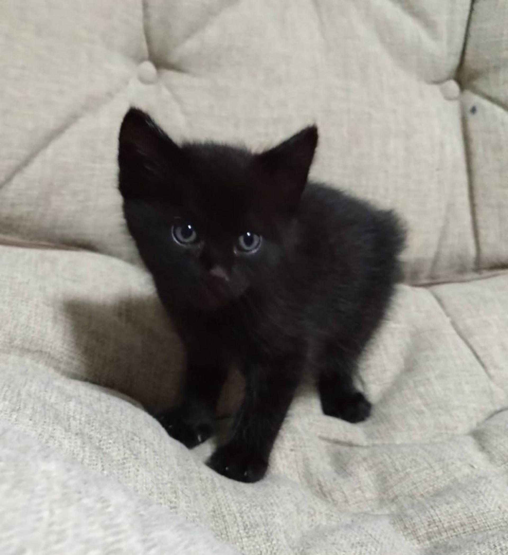 pet-image-3