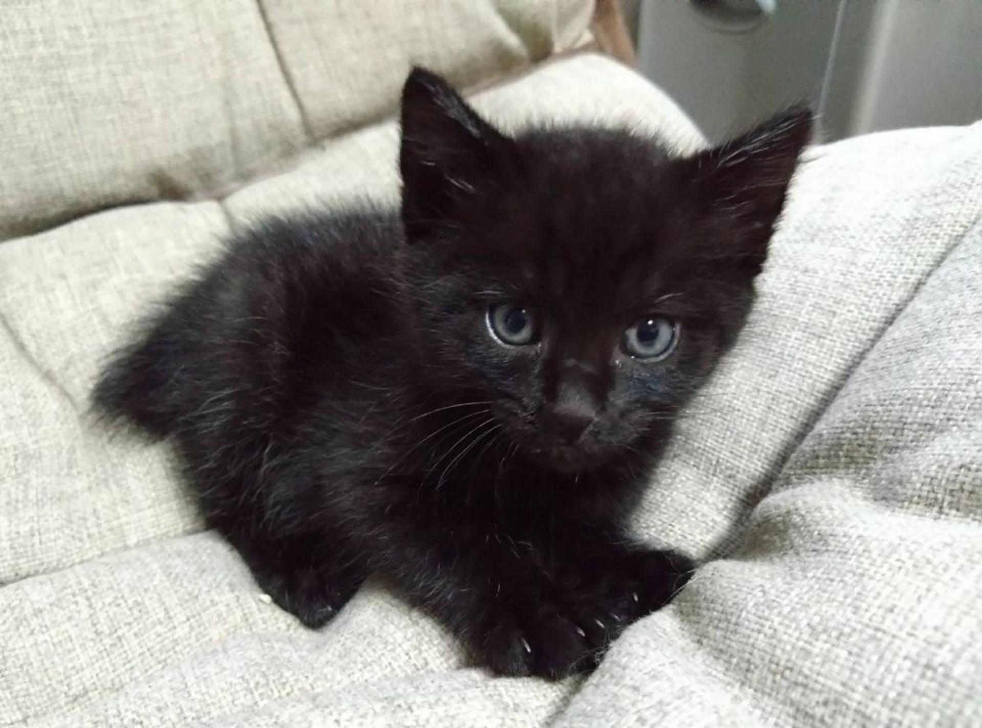 pet-image-4