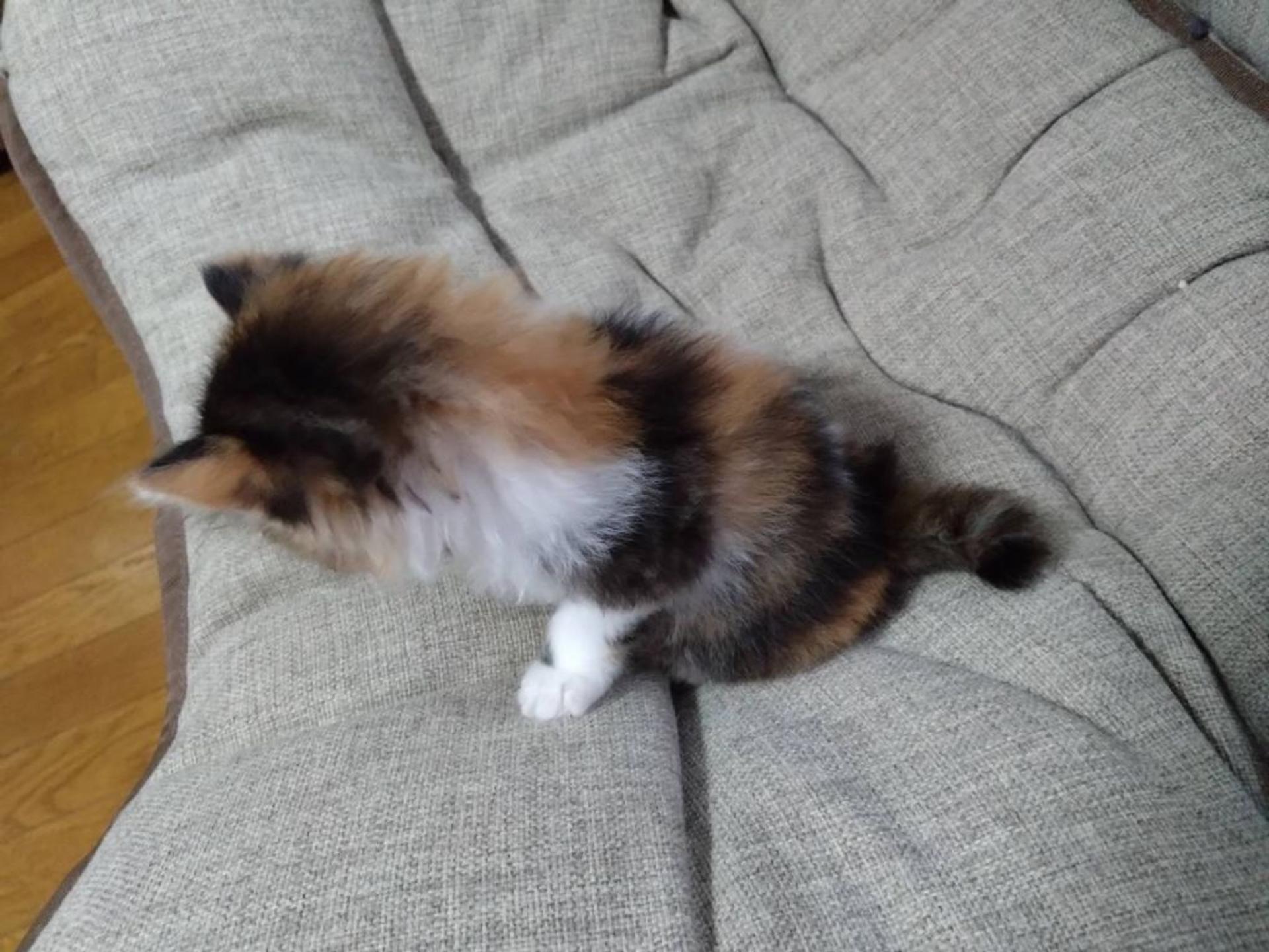 pet-image-4