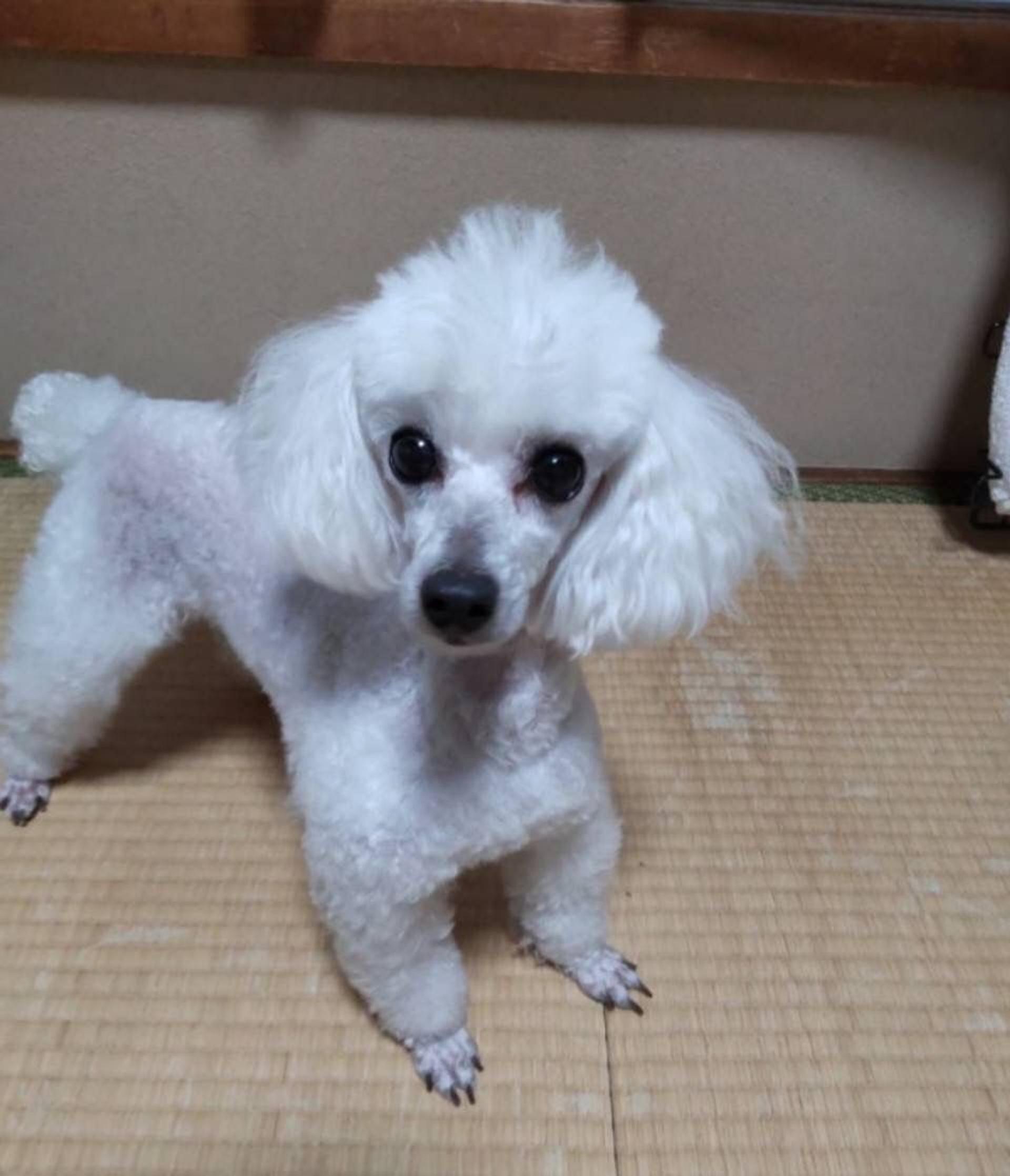 pet-image-3