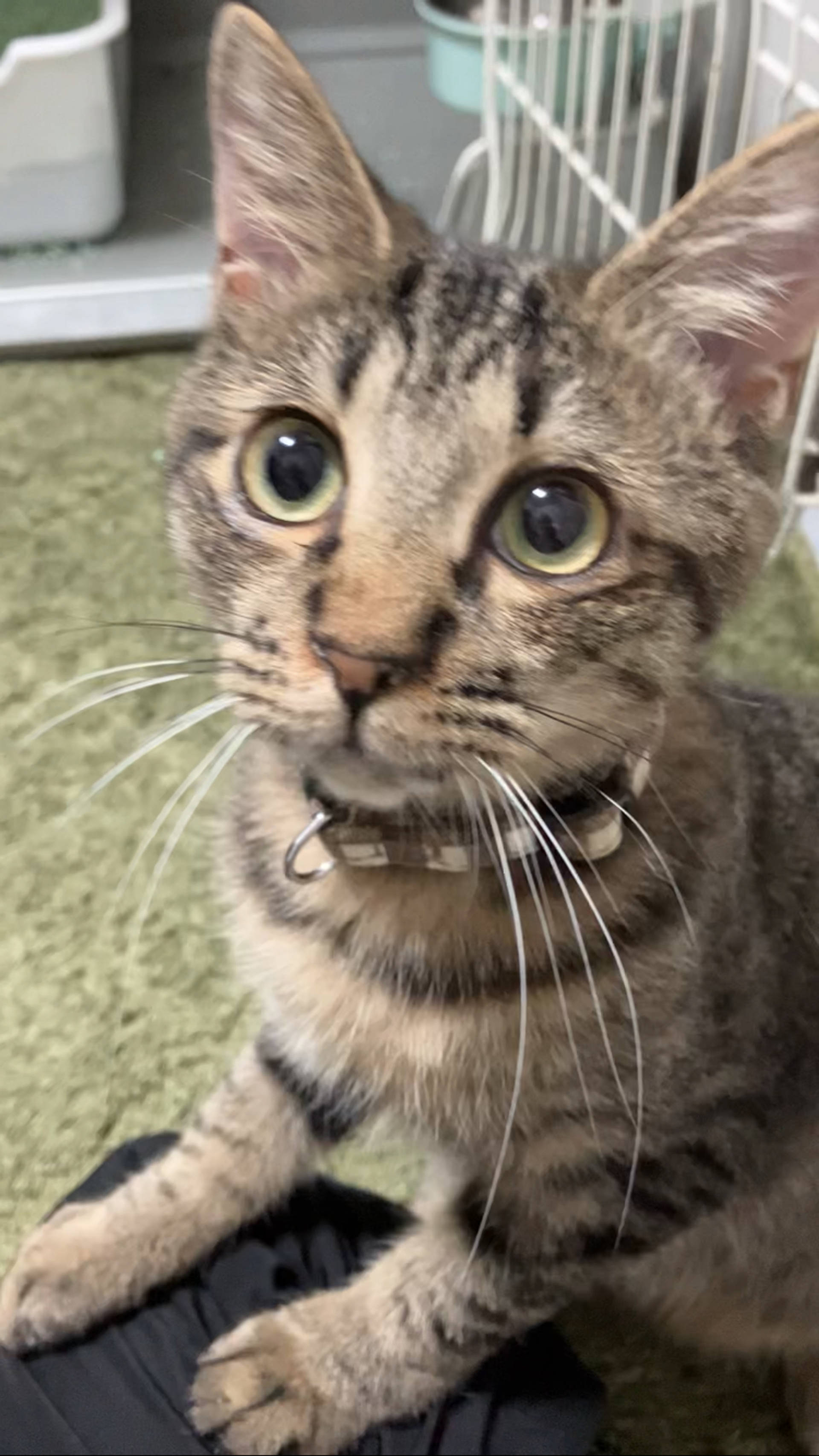 雑種（ミックス猫）・オスの里親募集の写真