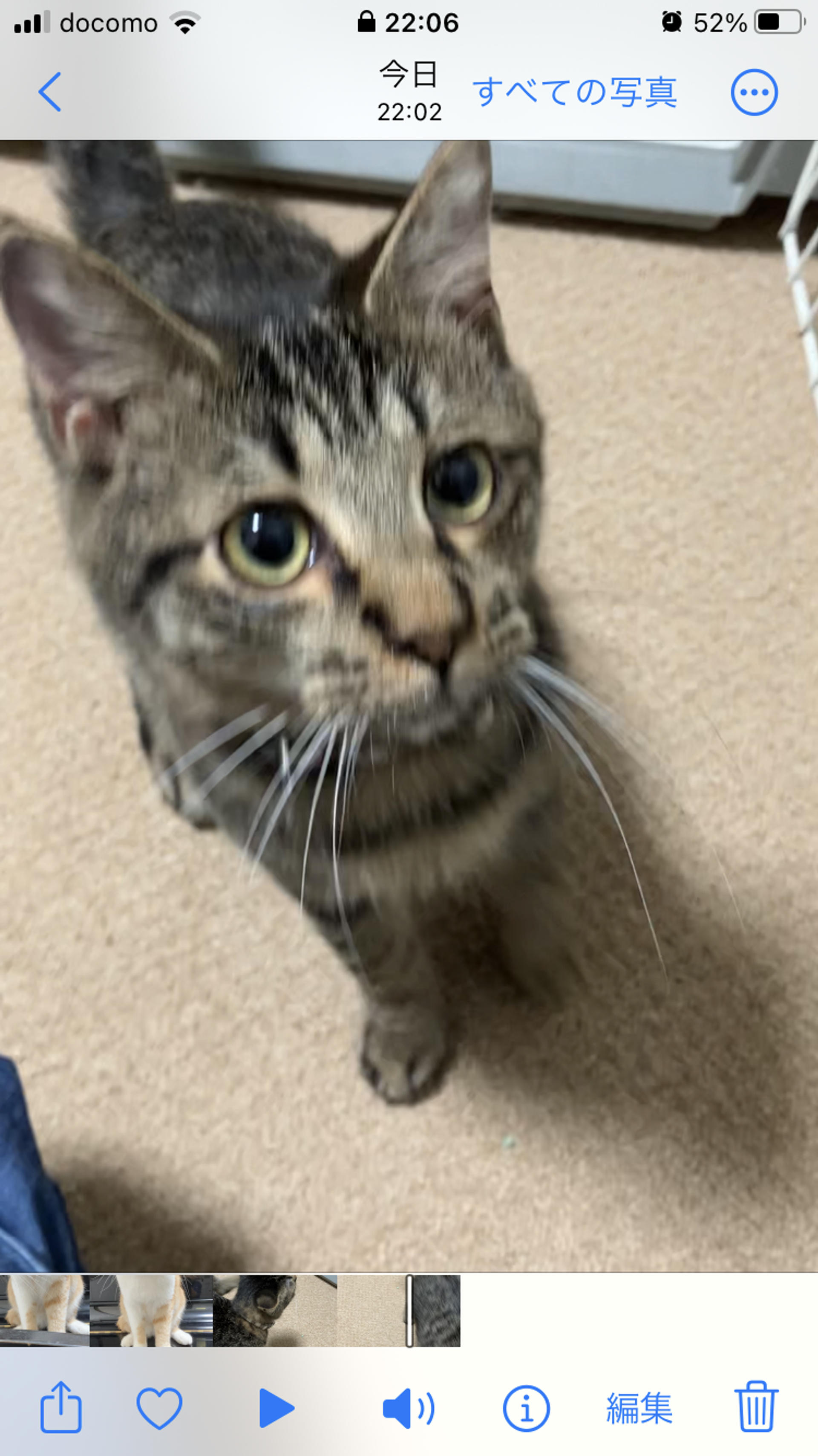 pet-image-4