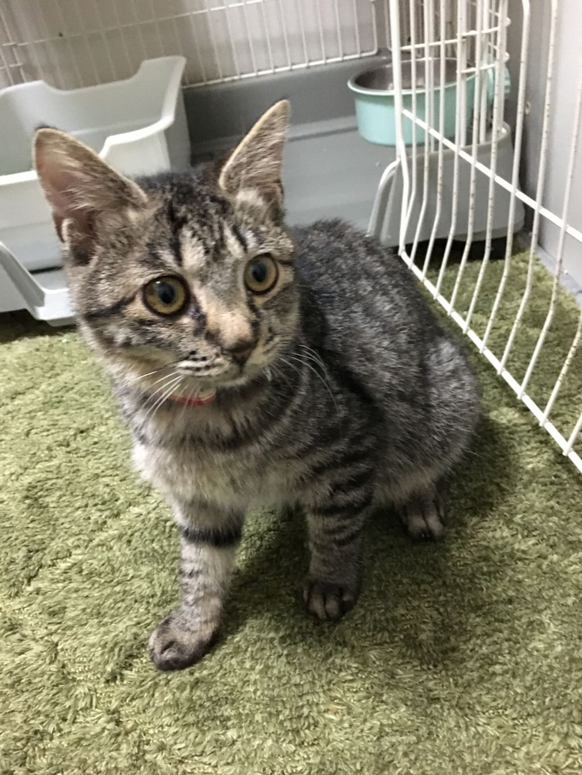雑種（ミックス猫）・メスの里親募集の写真