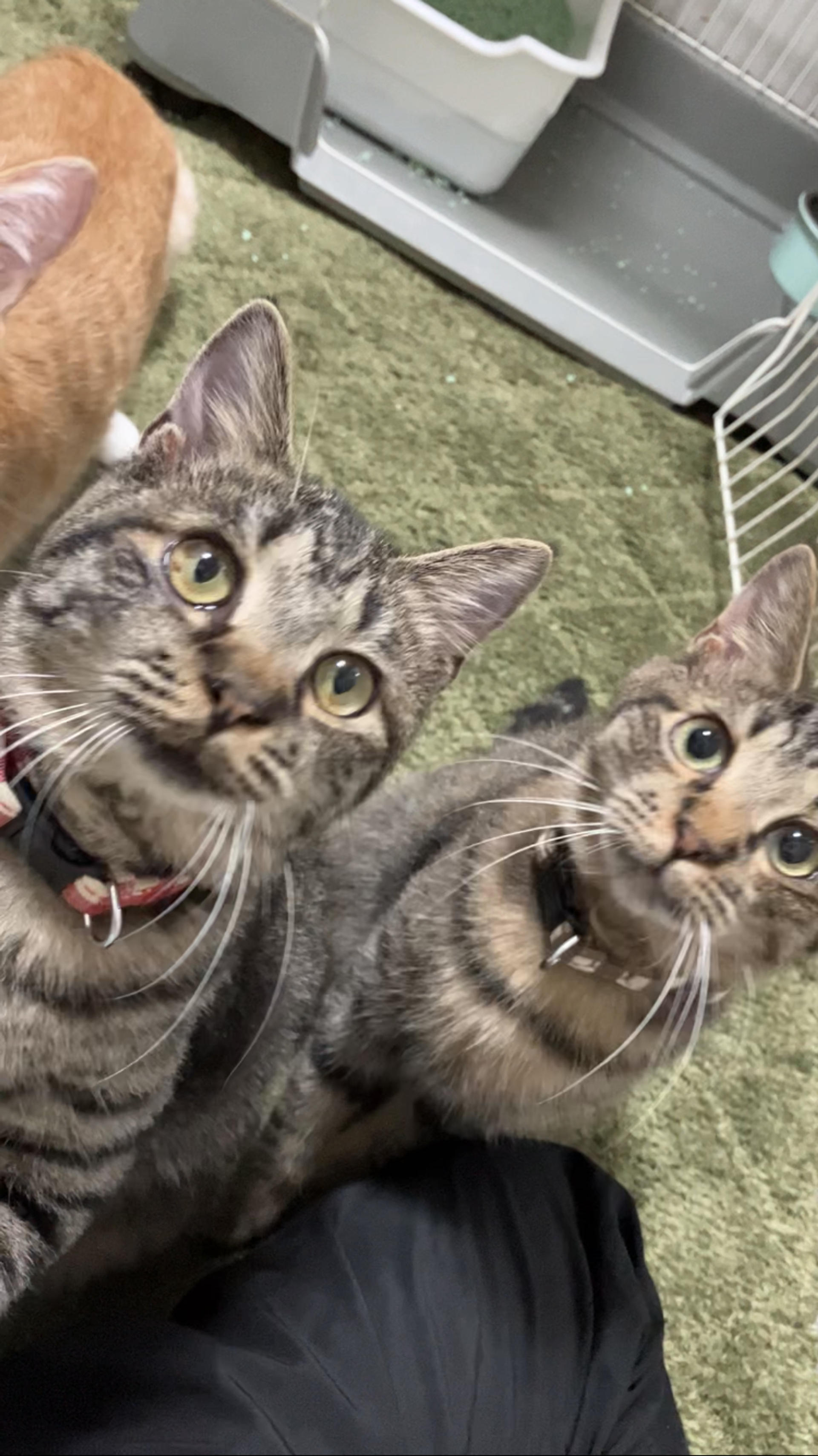 pet-image-3