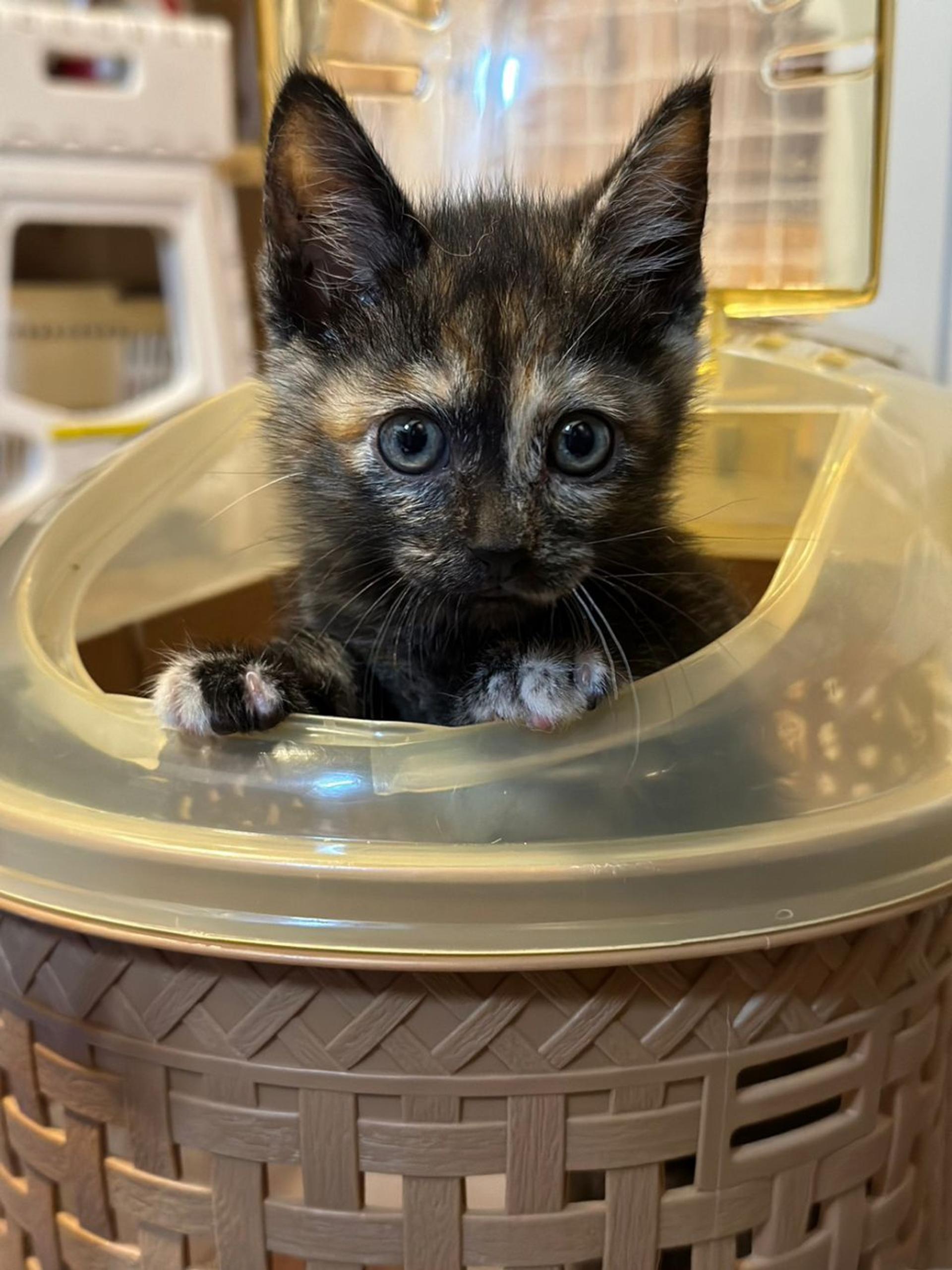 pet-image-4