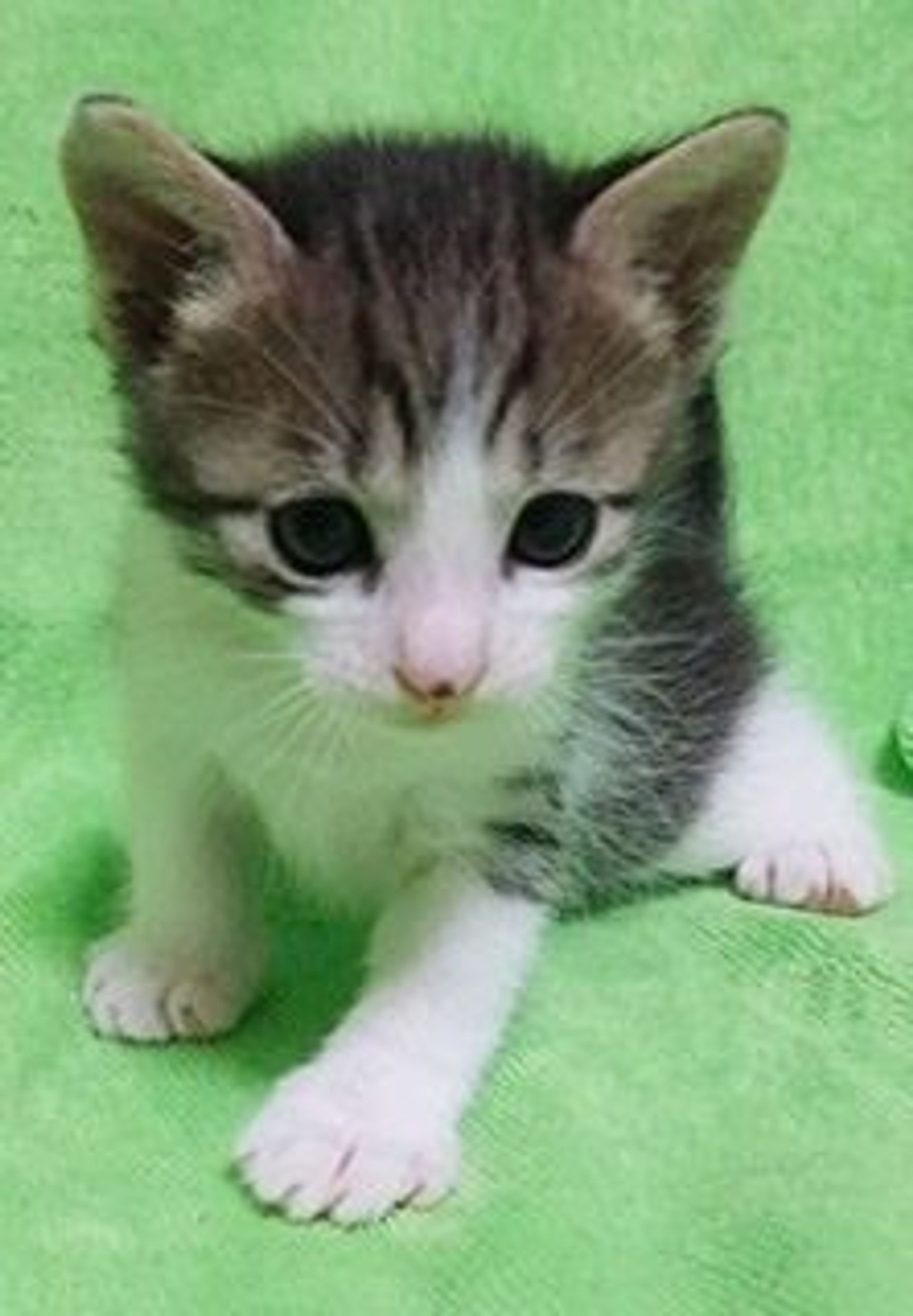 雑種（ミックス猫）・オスの里親募集の写真