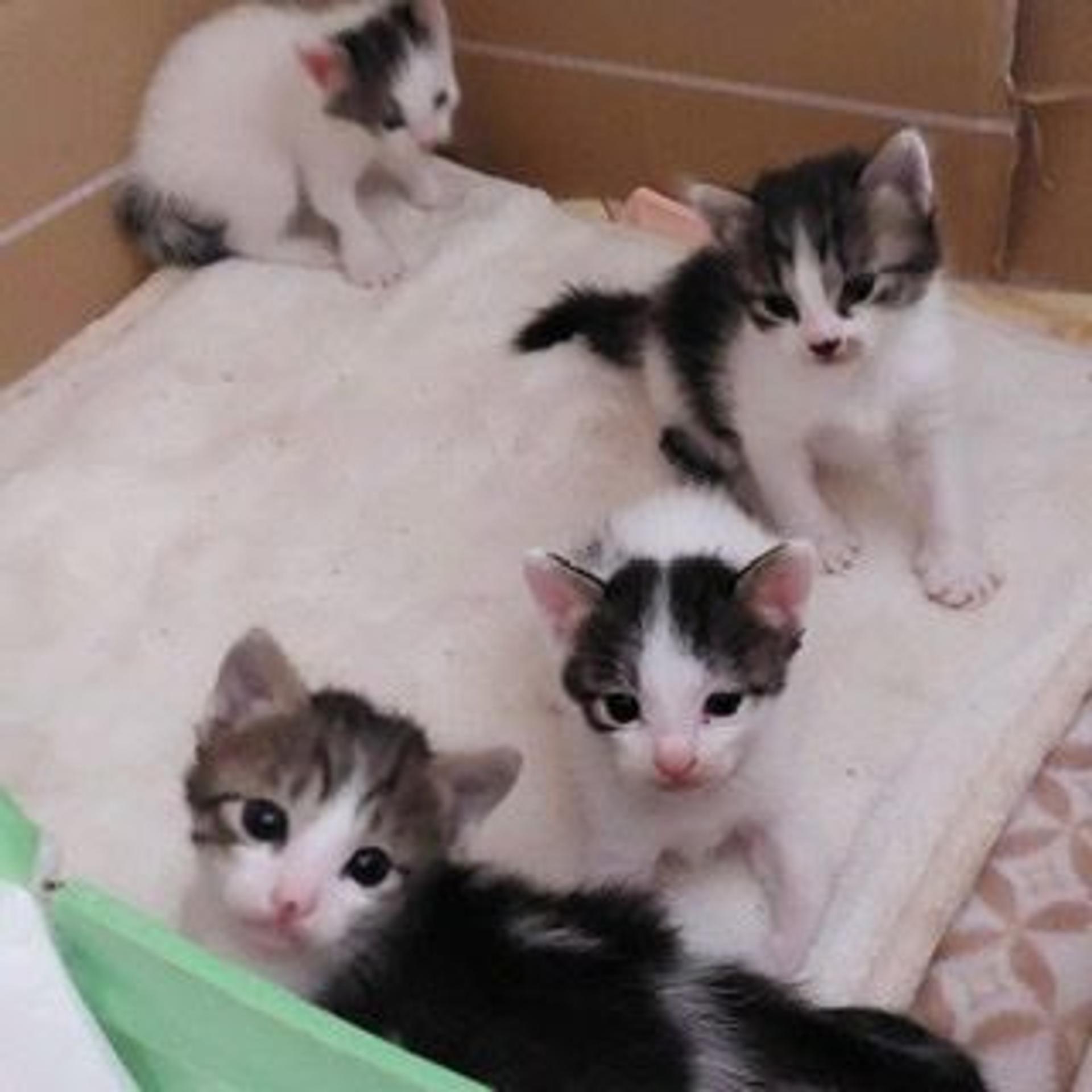 pet-image-5