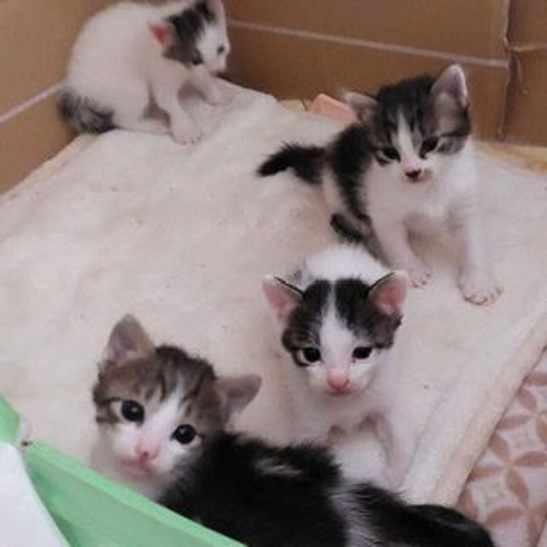 thumbnail-5
