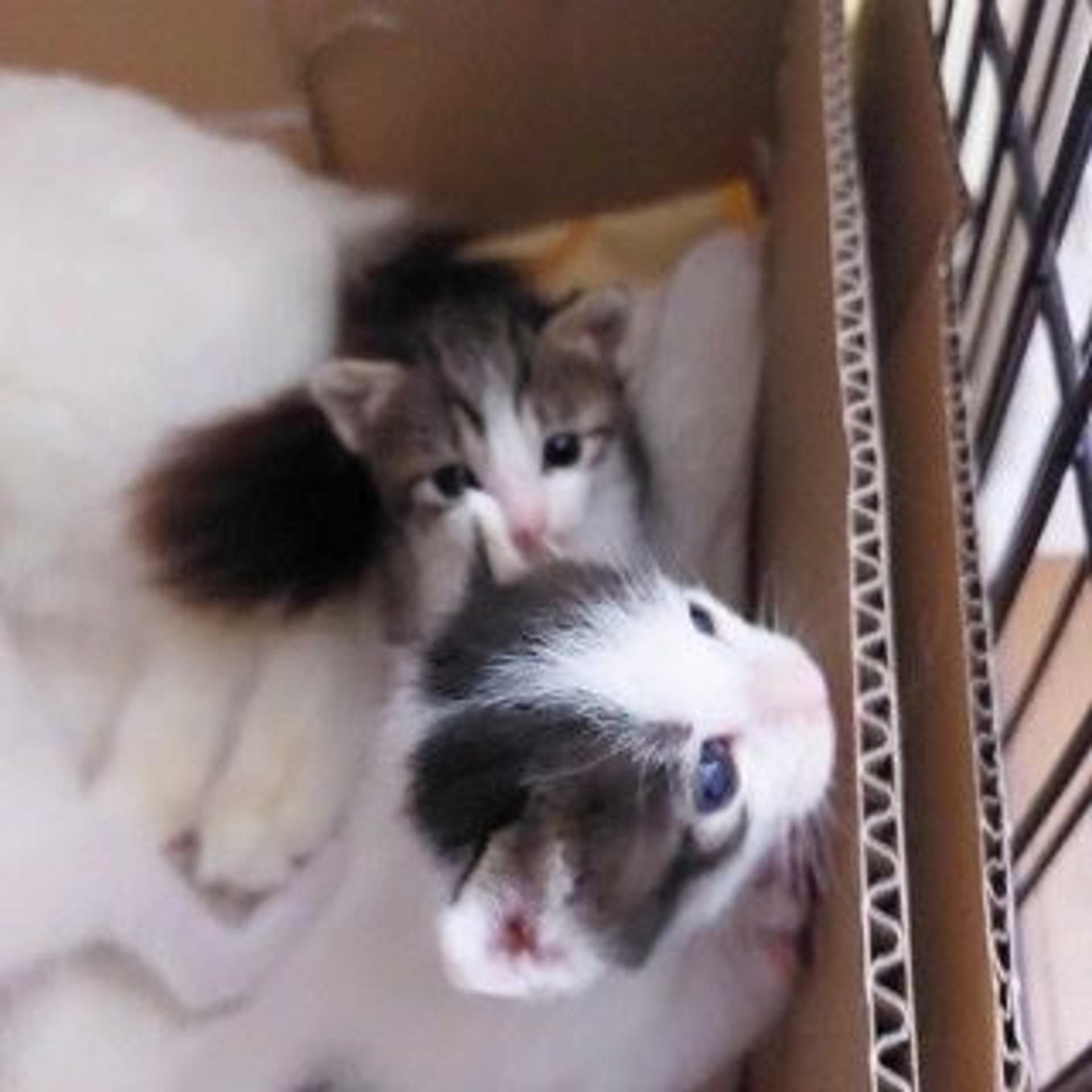 pet-image-6