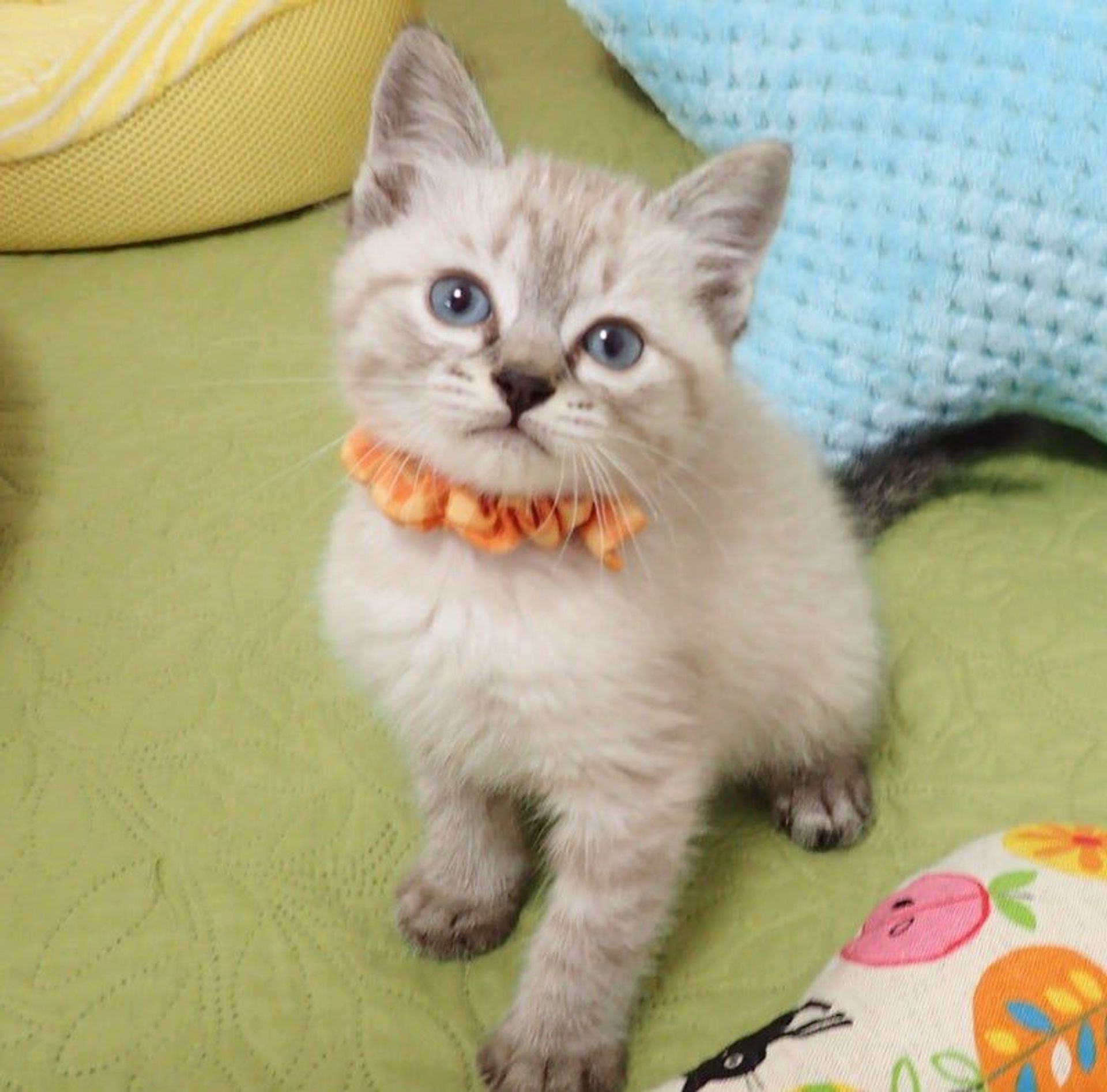 雑種（ミックス猫）・オスの里親募集の写真